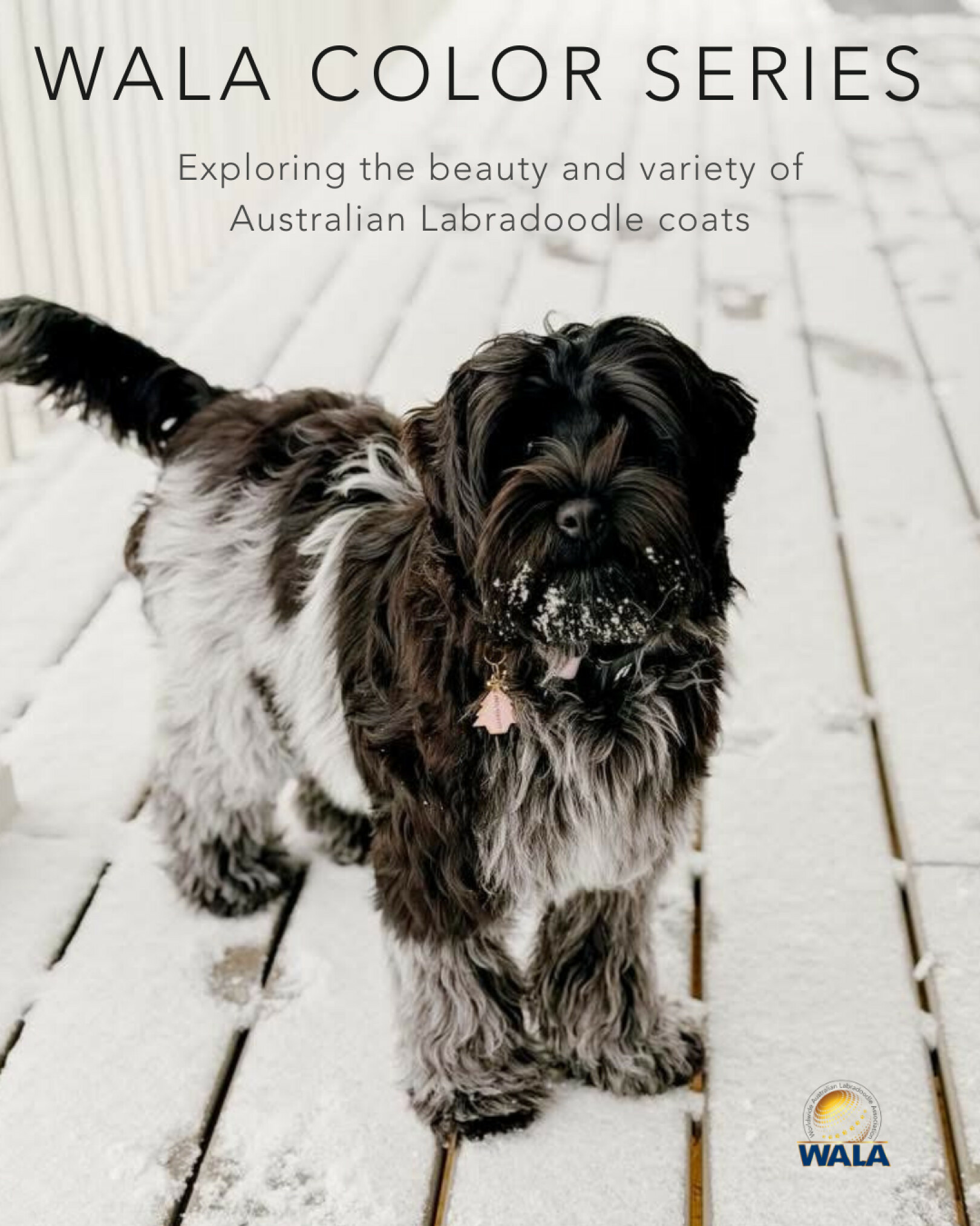 WALA - Introducing the WALA Color Series We’re excited to begin a new ...