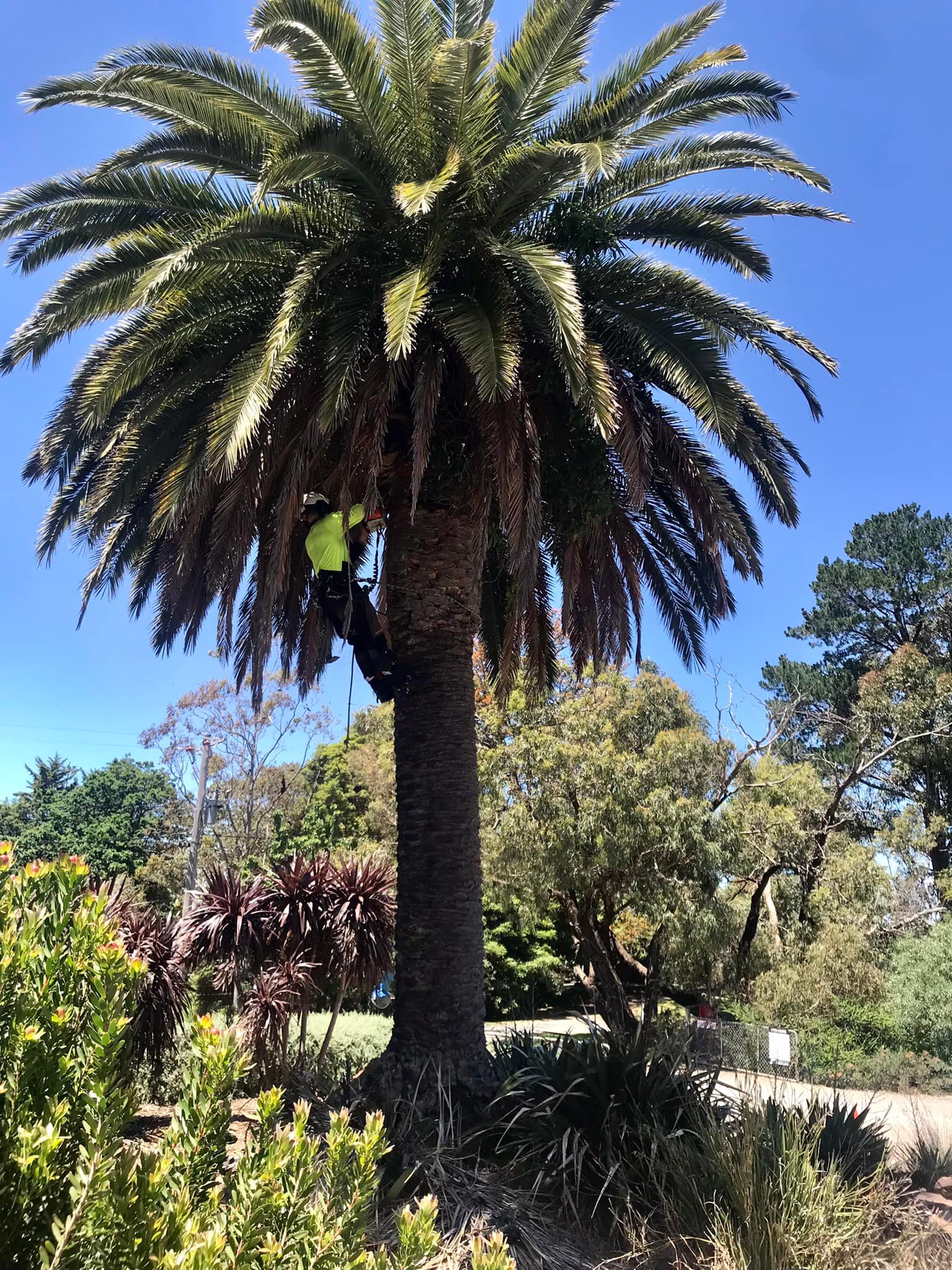 Tomcat Tree Services | Pearcedale VIC