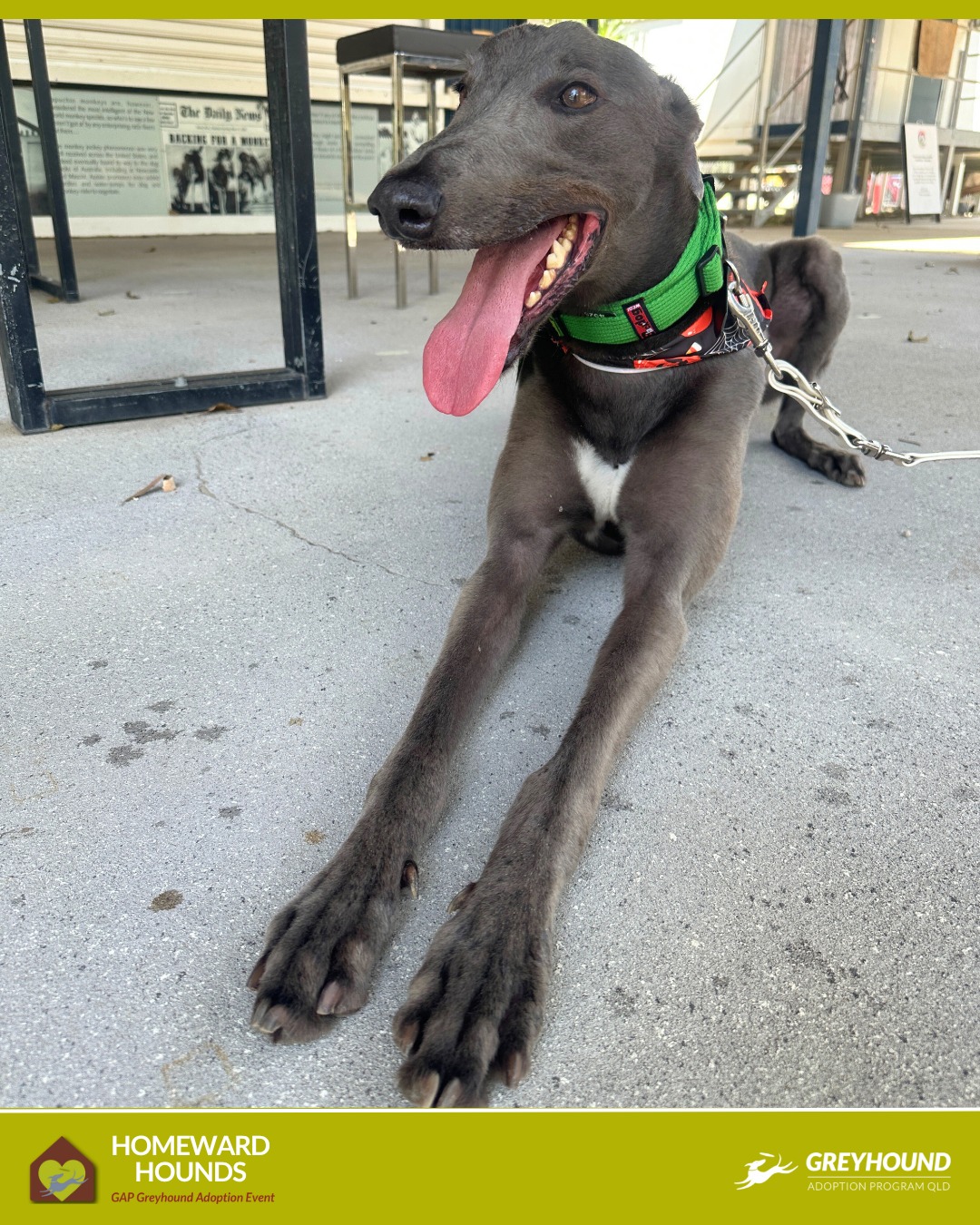 Greyhound Adoption... - Greyhound Adoption Program QLD