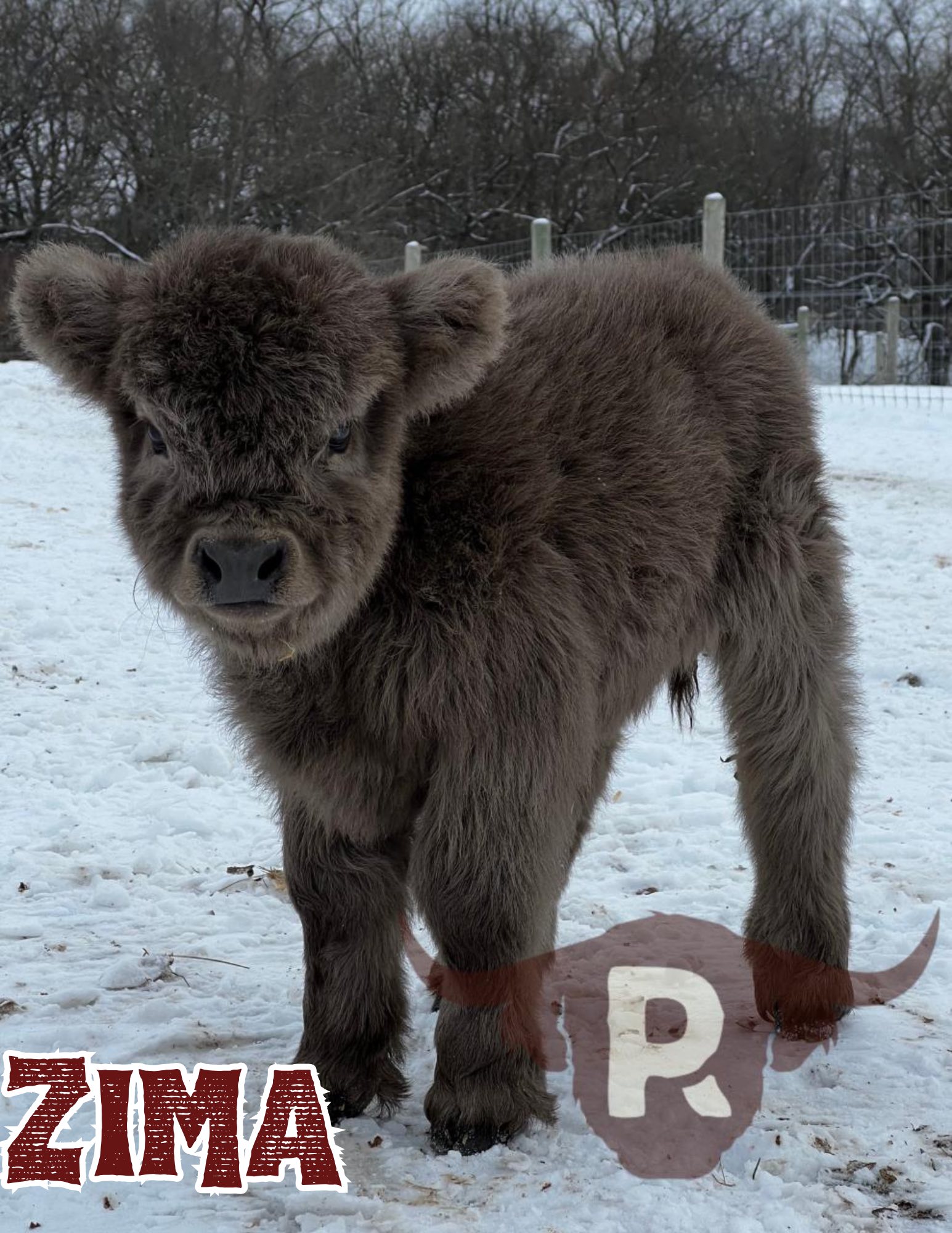 Pandarosa Miniature Ranch... - Pandarosa Miniature Ranch