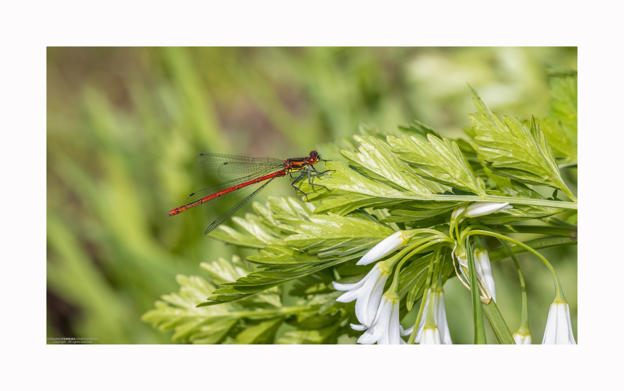 Fernando - Libelinha-Vermelha-grande (Pyrrhosoma nymphula) - Macho 27 ...