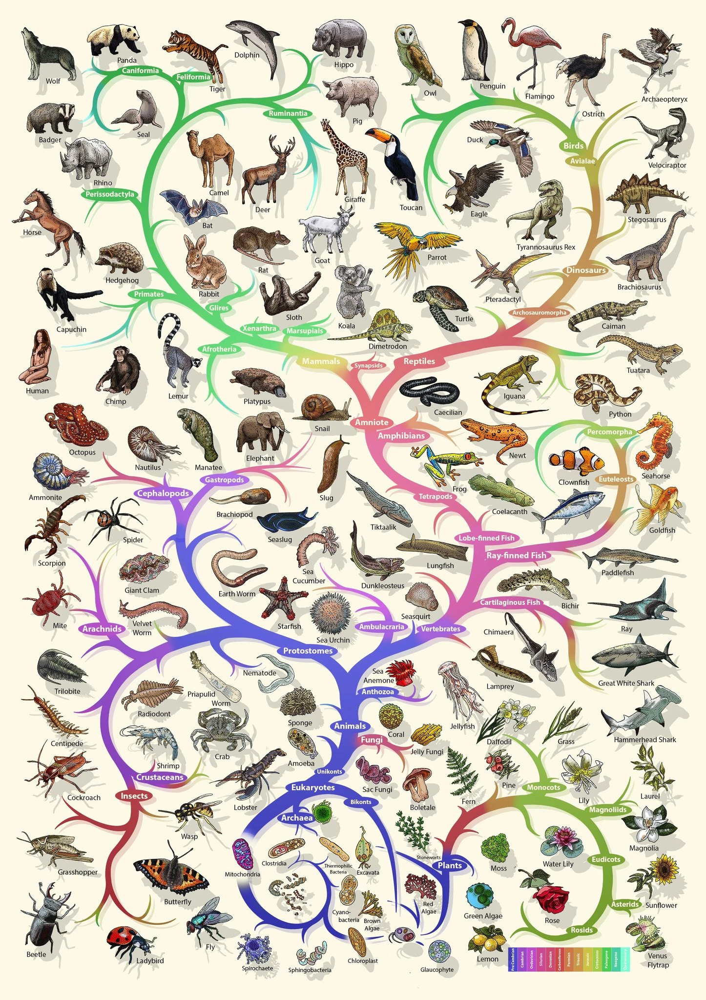 Ceres Science - Evolutionary Biology Tree of Life Poster...
