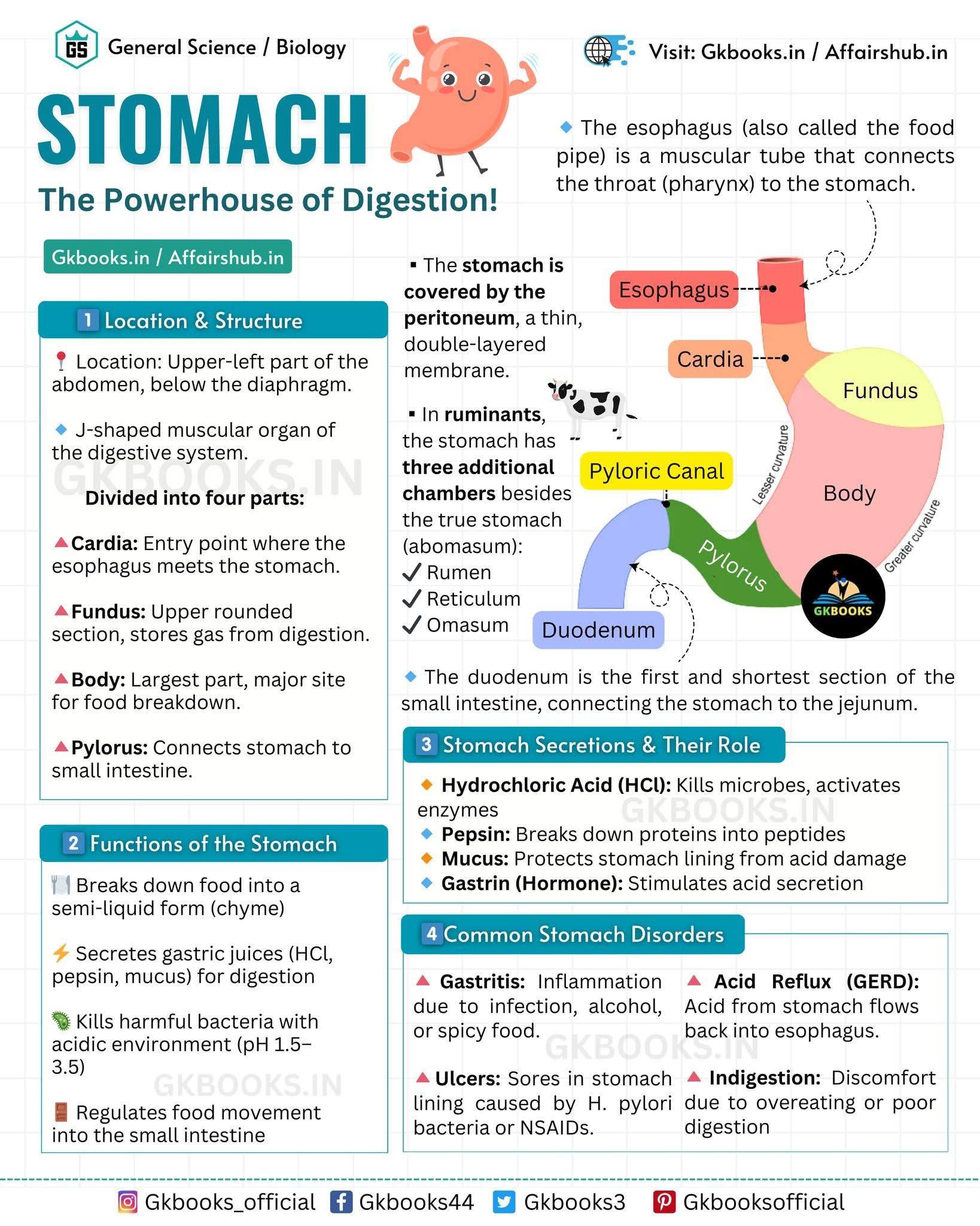 InfoPic - 🍽️ The Stomach – Your Body’s Digestion Engine! From breaking ...
