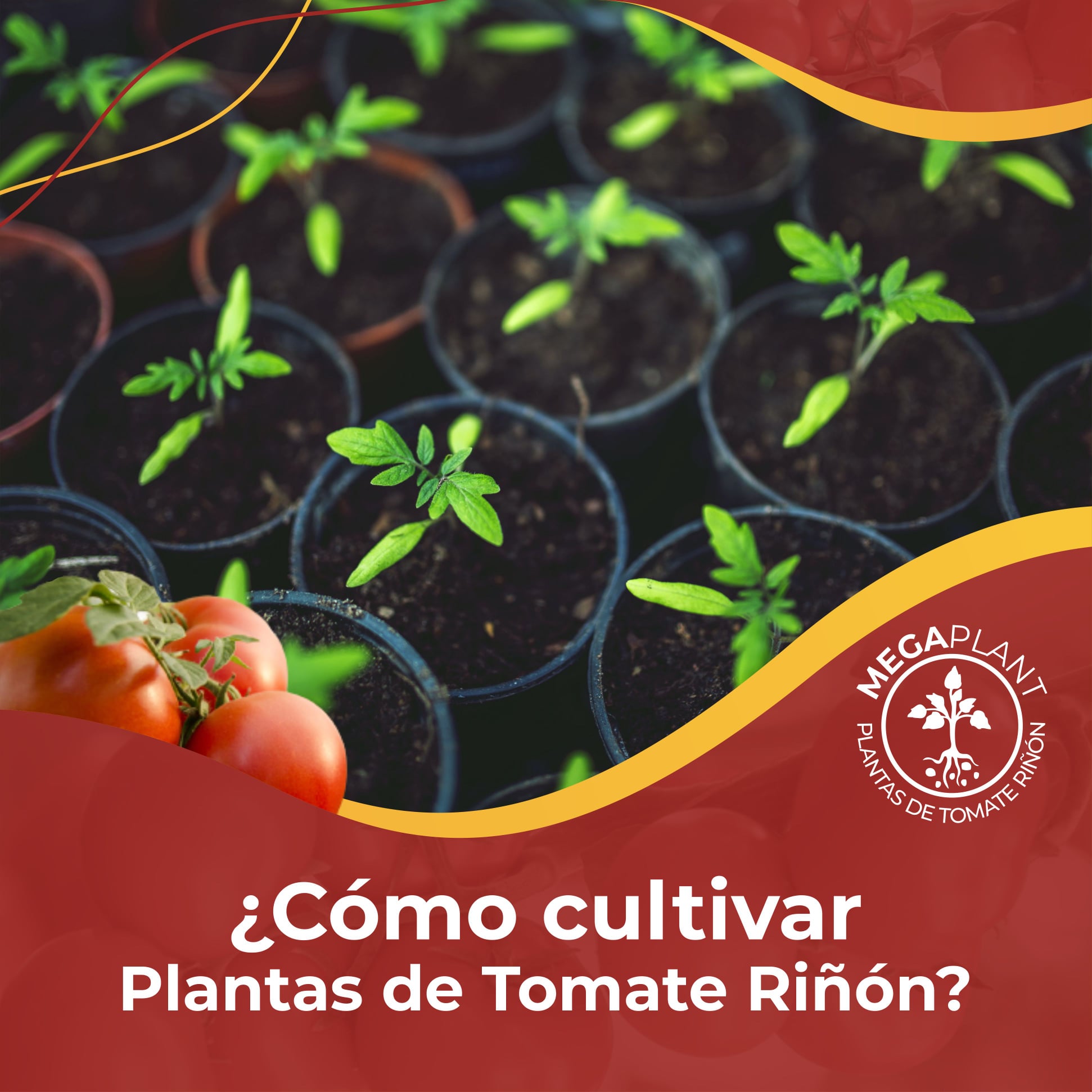 Megaplantec - 👆¿Cómo cultivar Plantas de tomate riñón? El...