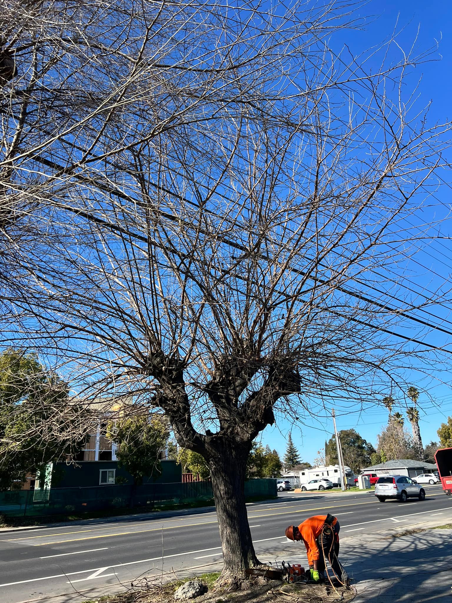Sanchez's Tree Services | Madera CA