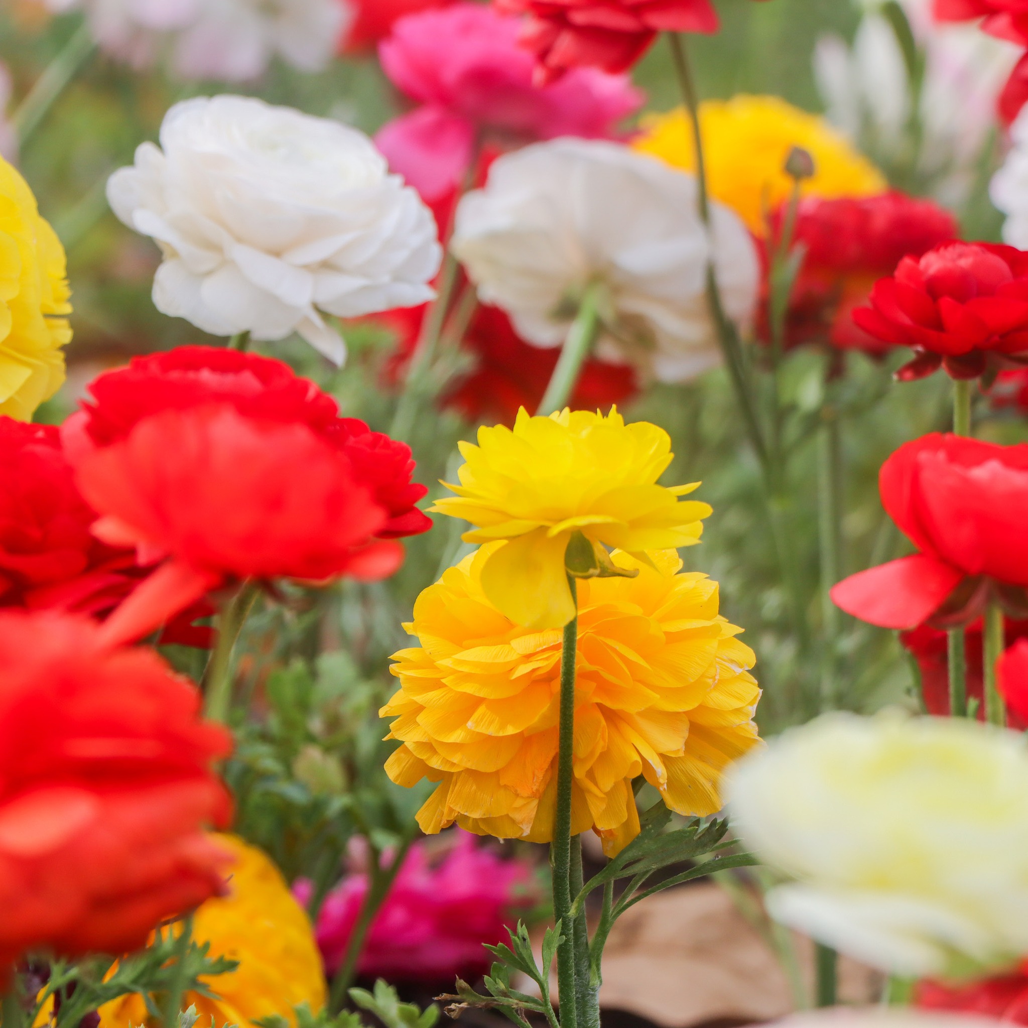 Spring School Holidays at Hunter... - Hunter Valley Gardens | Facebook
