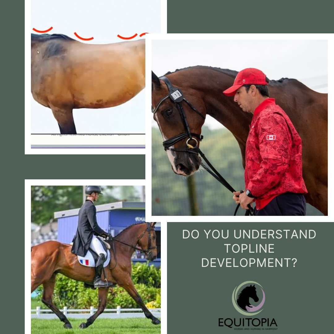 Equitopia - Understanding Topline Development: A Foundation of Skilled ...