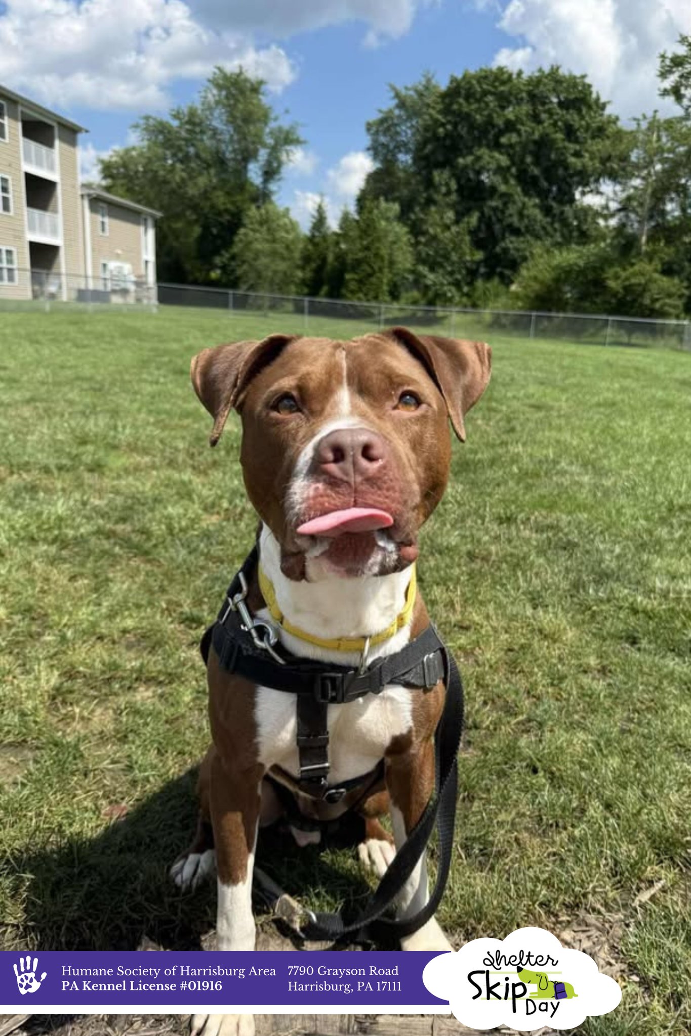 Humane Society of... - Humane Society of Harrisburg Area