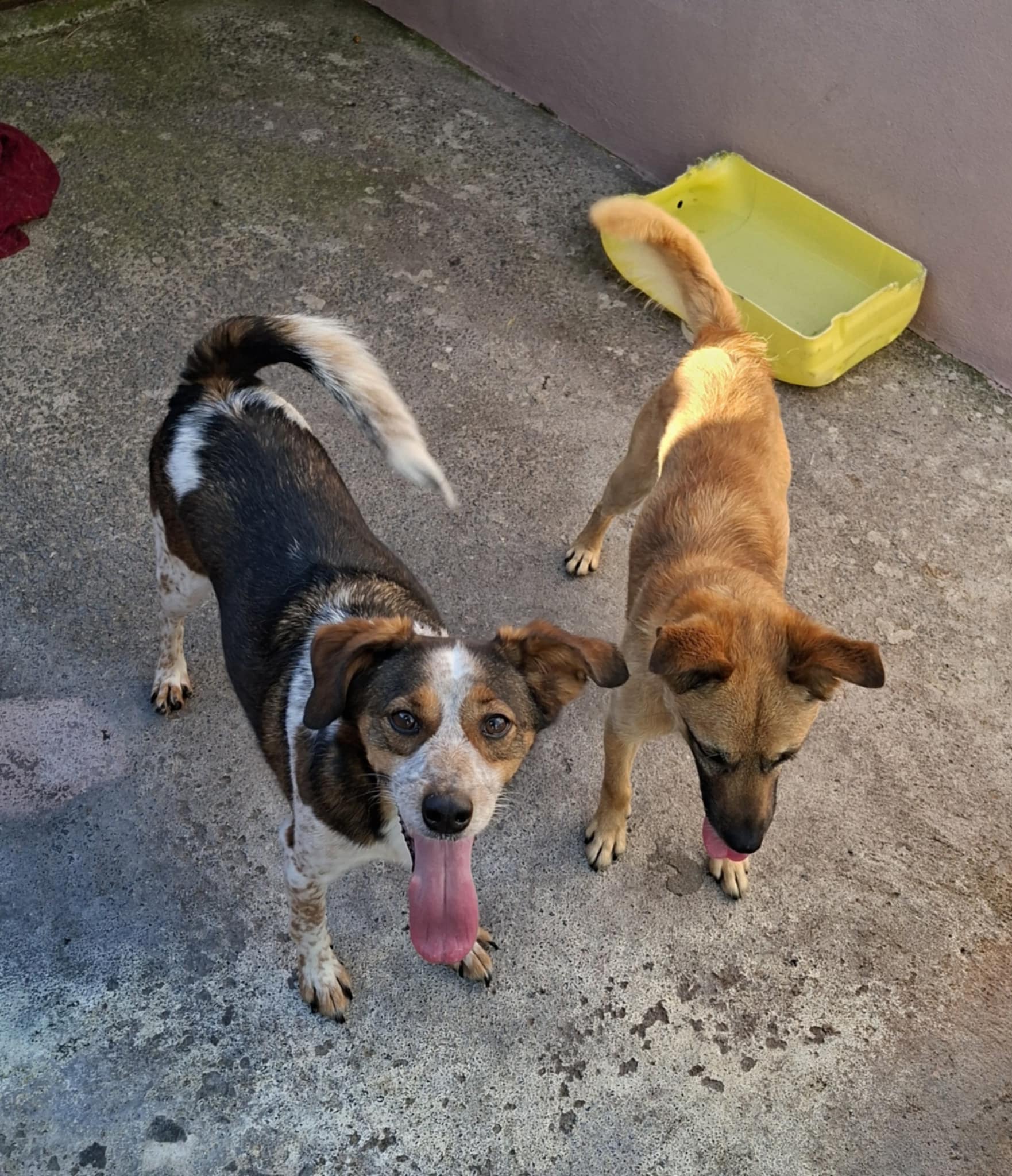Arca Fabiana - Tierrettung Azoren e. V. - Betty Boo (w) sucht ein Zuhause