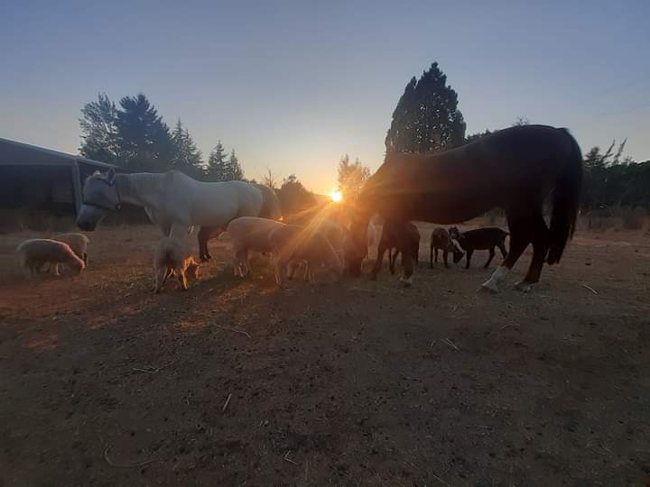 The Hinz Ohana Ranch | Corvallis OR