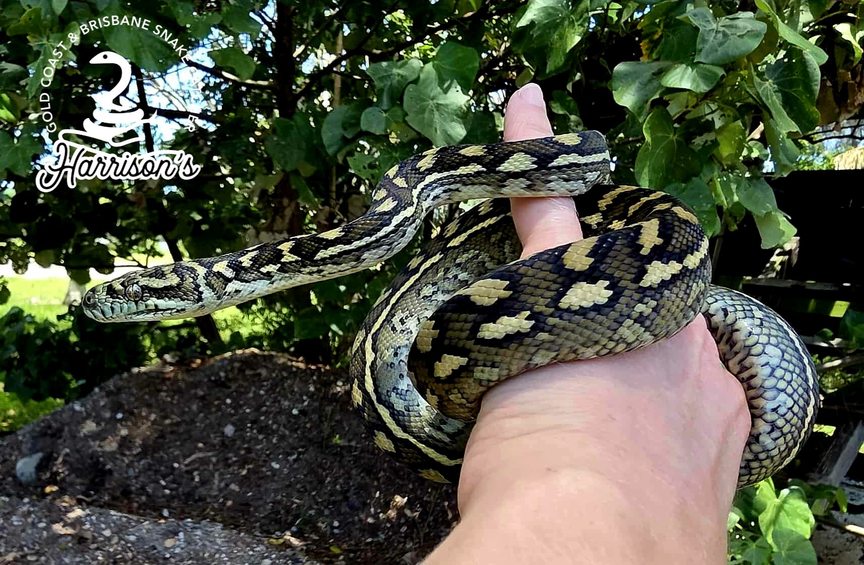 Harrison... - Harrison's Gold Coast and Brisbane Snake Catcher