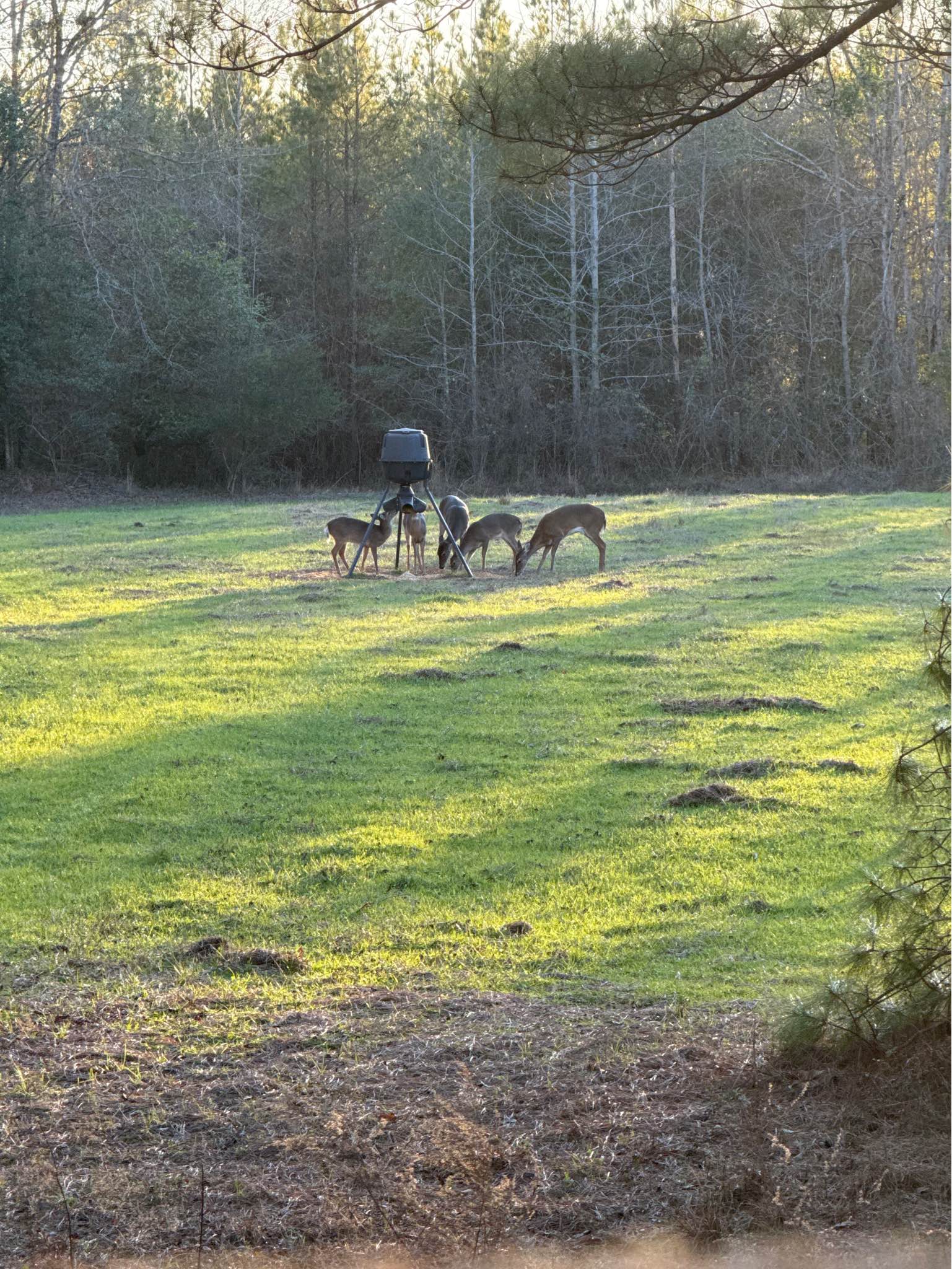 Land for sale in Shellhorn AL - Property For Sale - Petrey, Alabama ...