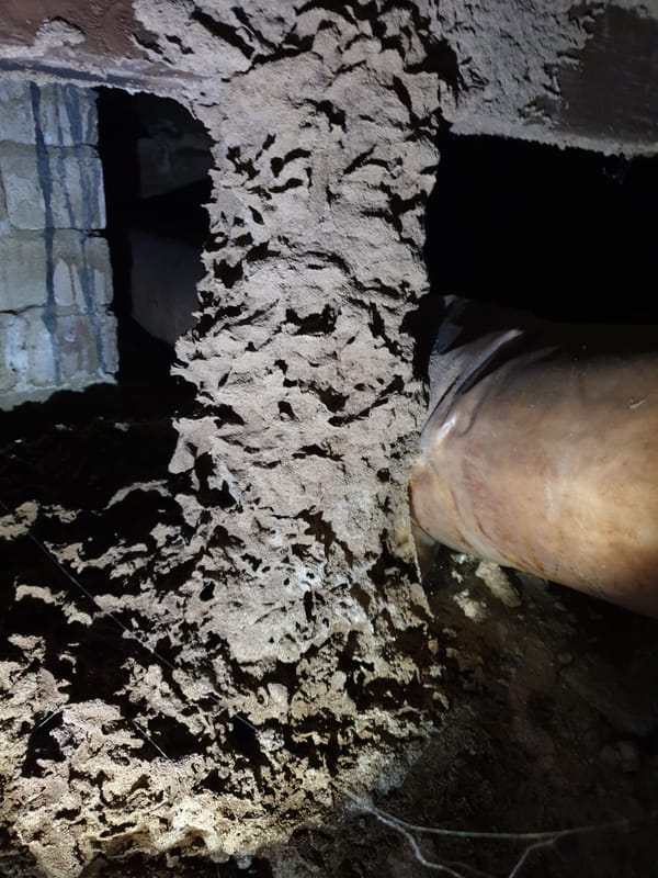 Pink Termite & Pest Experts | Caringbah NSW