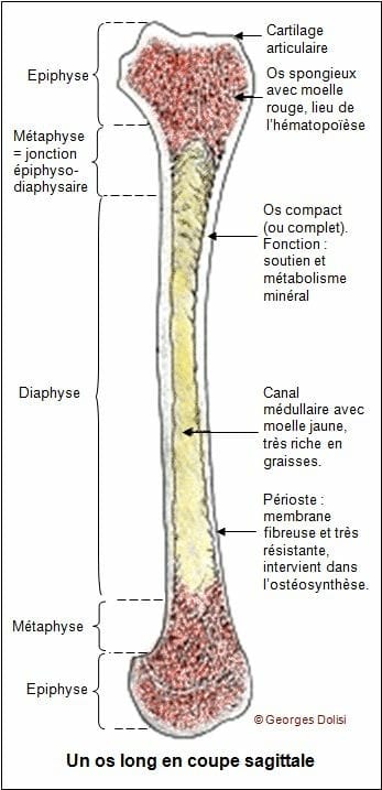 Soins Infirmiers Schema Os Long Facebook