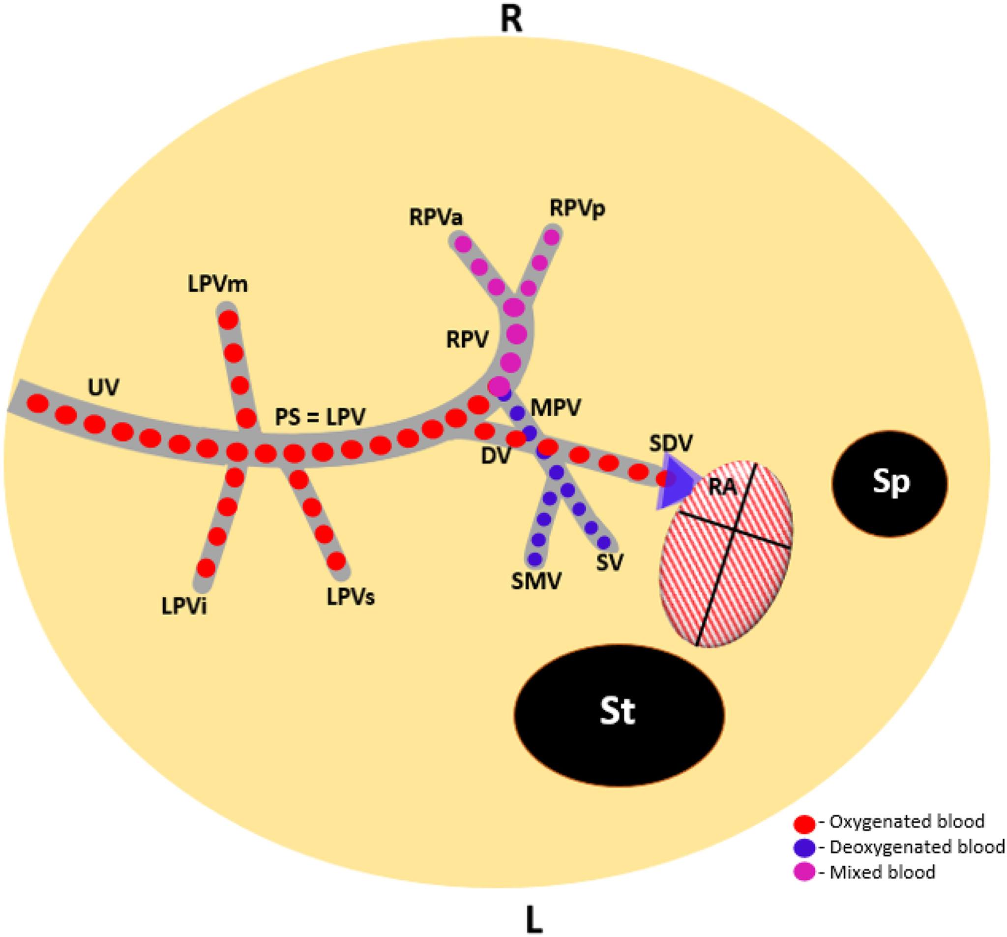 American - Umbilical–portal–systemic venous shunt and intrauterine ...