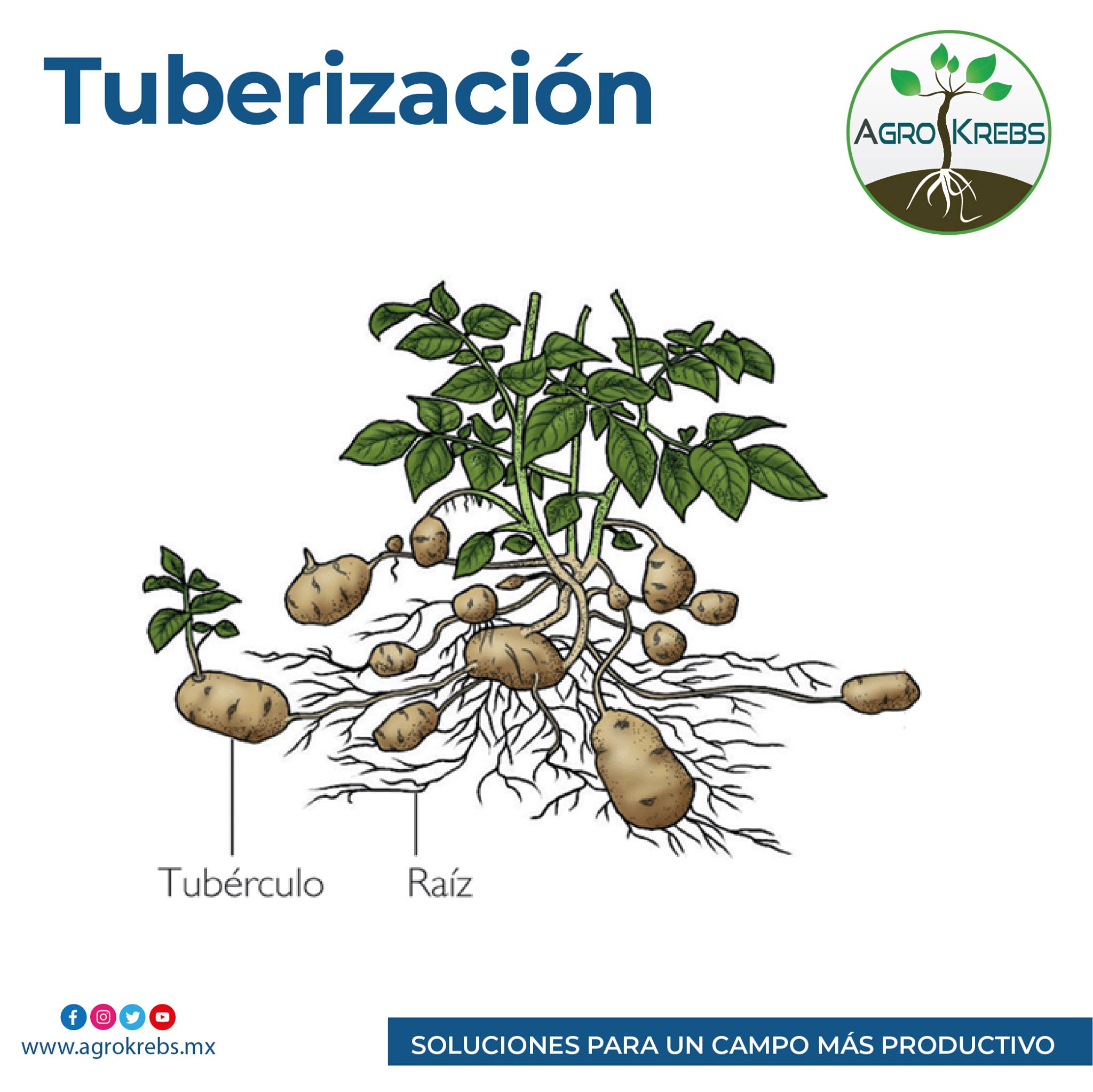 Agro Krebs - Tuberización El tubérculo es un tallo... | Facebook