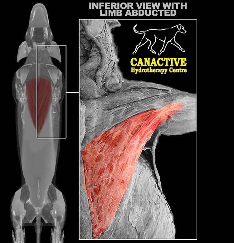 Canactive - #factfriday The canine muscle shown in today’s picture is ...