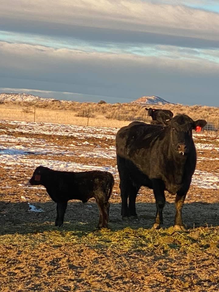 Red Creek Angus Ranch | Roosevelt UT
