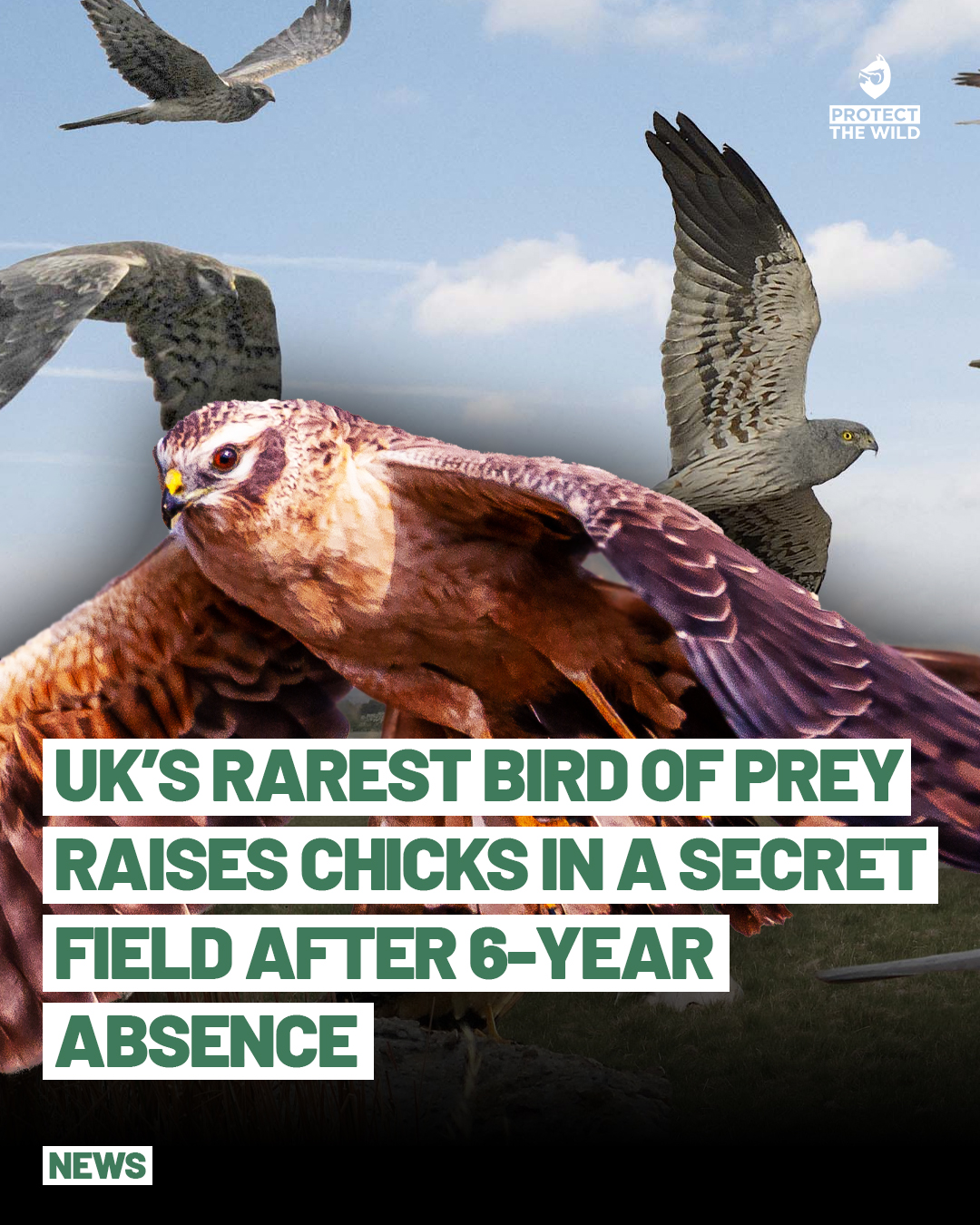 Protect - After 6 years, Montagu’s Harriers - Britain’s rarest bird of ...