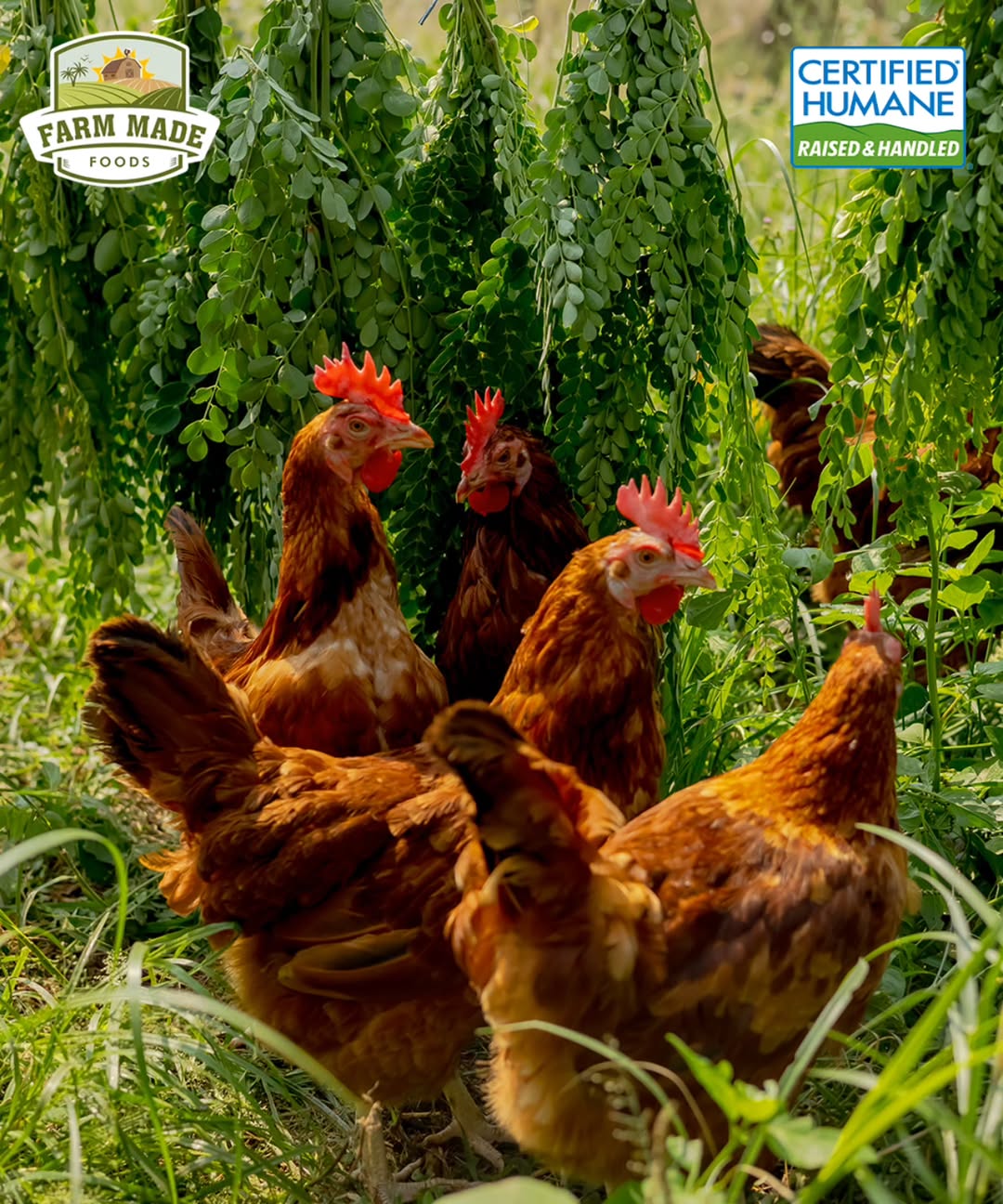 Certified - 🥚 Implementar buenas prácticas de crianza ayuda a que los ...