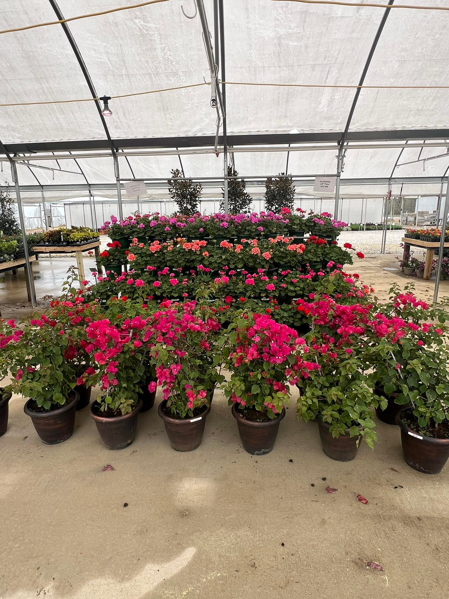 Living Colors Nursery | Forest Hill LA