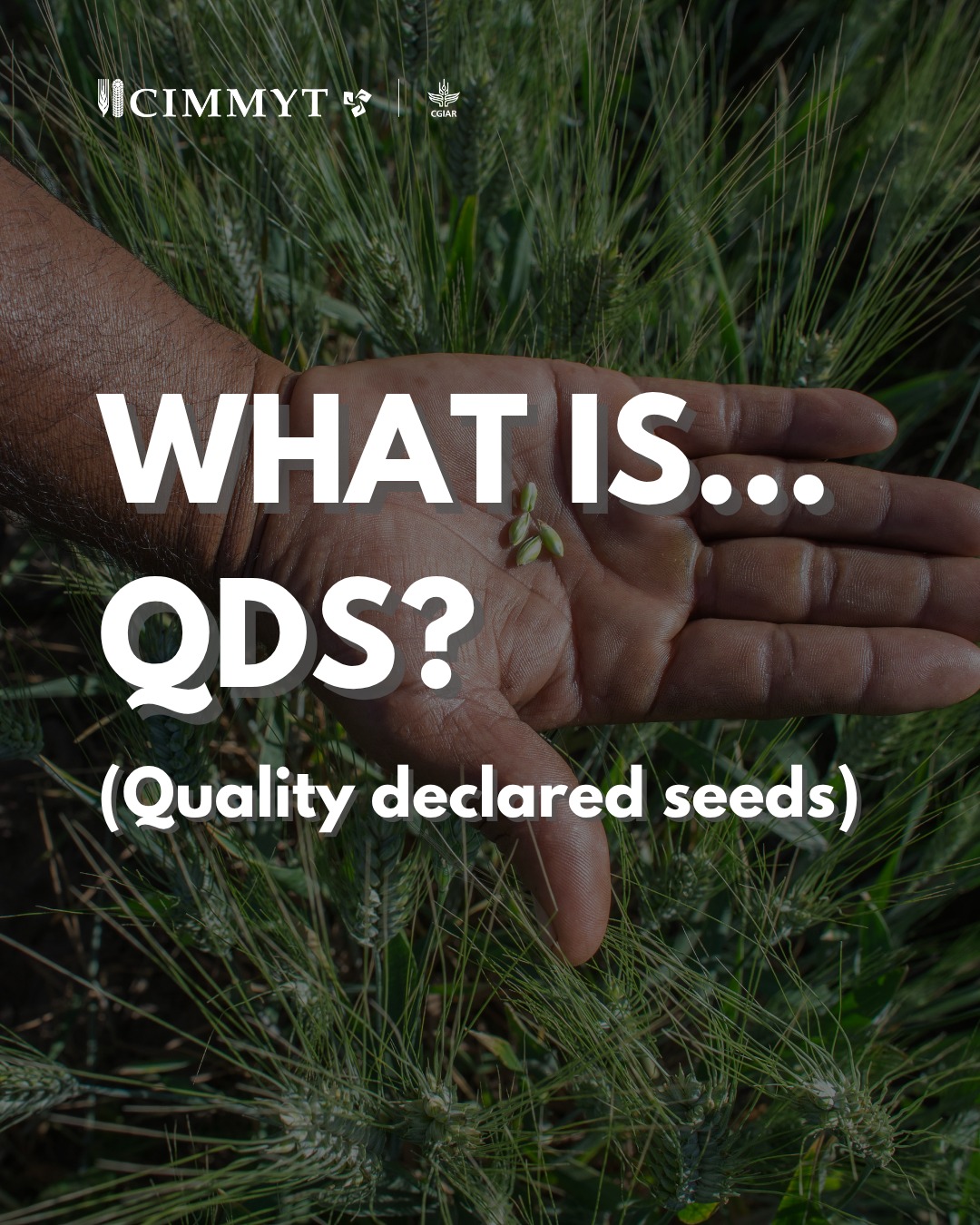 🔍 What is QDS? Let’s break it down! 💡 Quality Declared Seed (QDS) is a ...