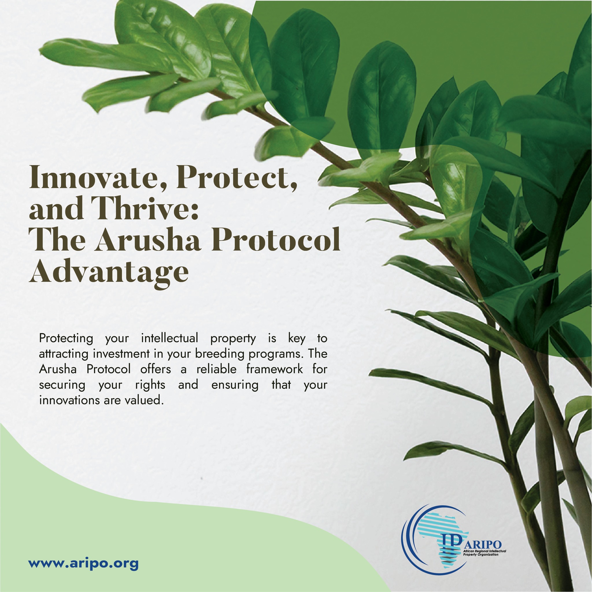 The ARIPO-Arusha Protocol is a game-changer for Africa's agriculture ...