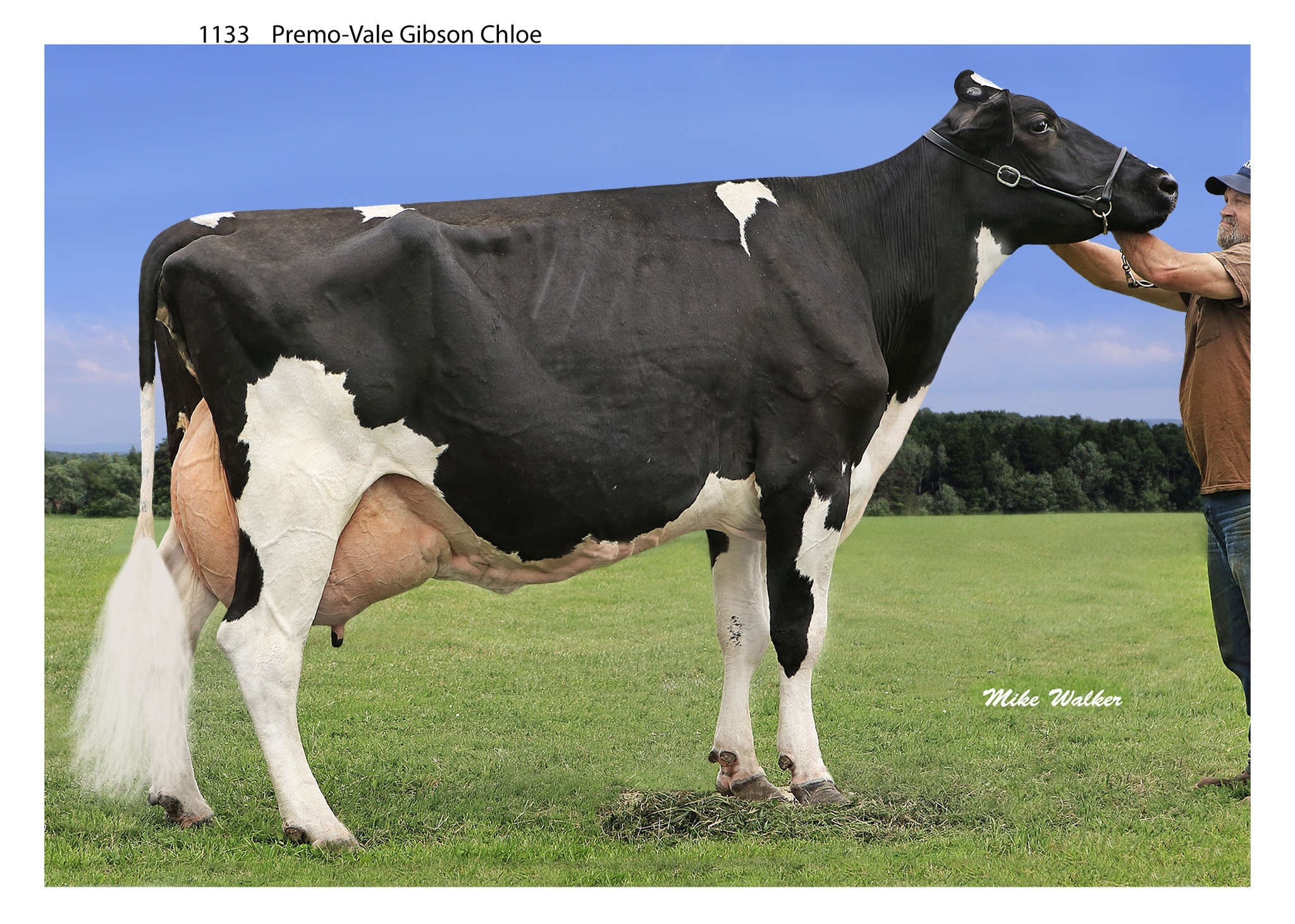 Top Holstein Bulls | What was the classification score for Charity 504 ...