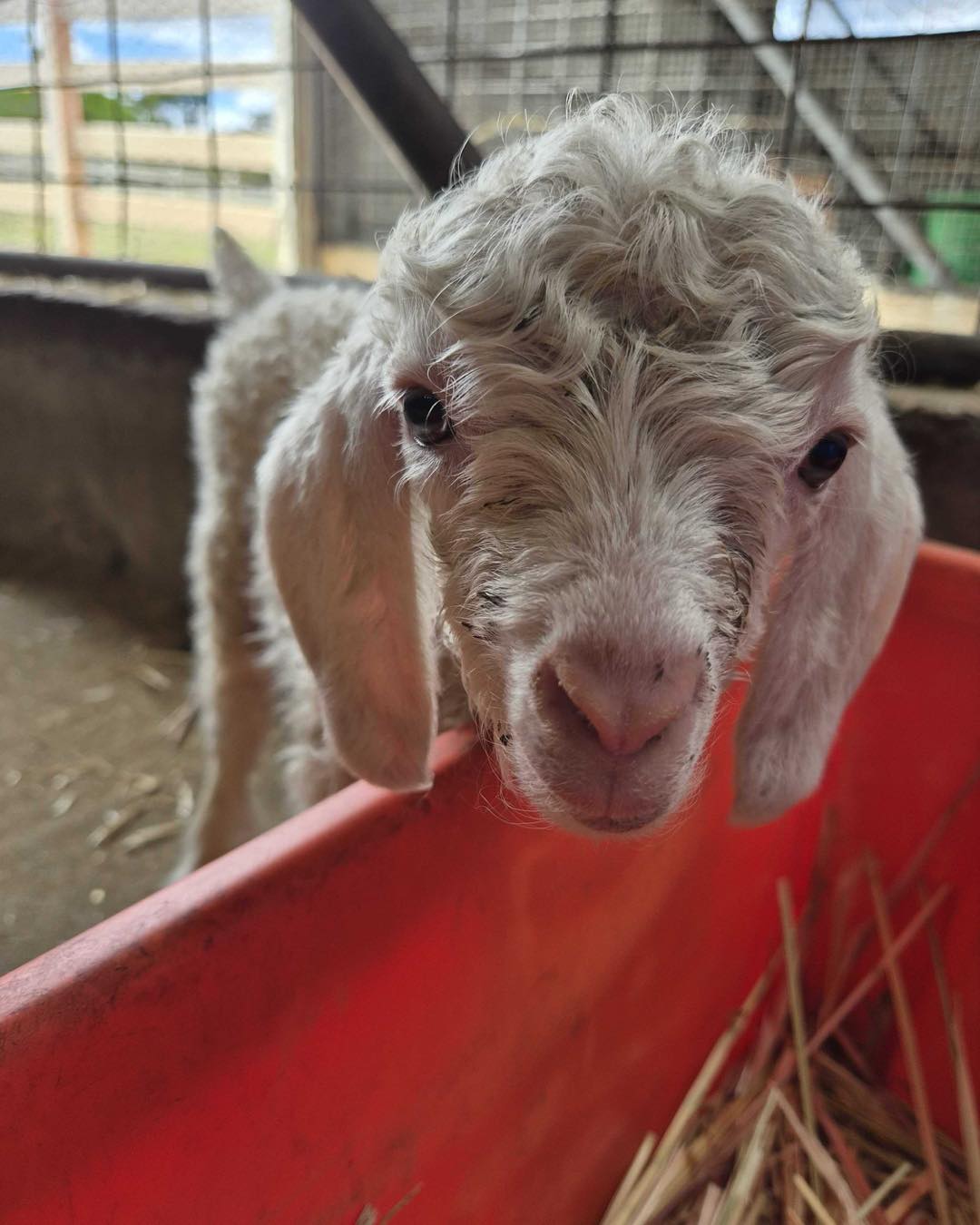 Landsdale - Introducing Little Landsdale Farm Incursions! We’re so ...
