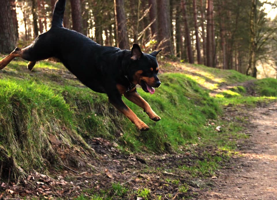 AM Equestrian and K9 Services | Wakefield