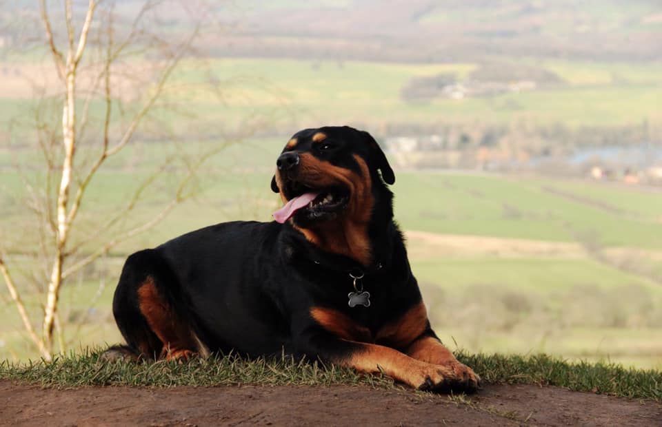 AM Equestrian and K9 Services | Wakefield