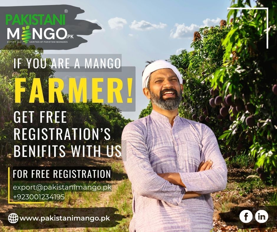 Pakistani Mango