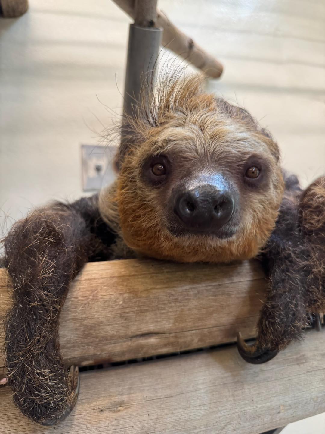 Cincinnati Zoo & Botanical Garden - Otis making a silly face! 😂😍 The ...