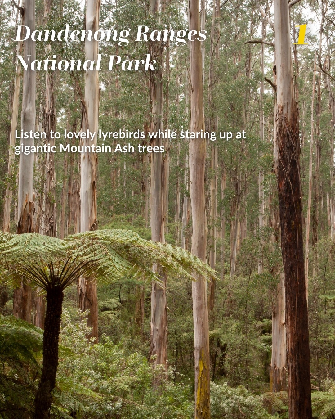 Victorian National... - Victorian National Parks Association