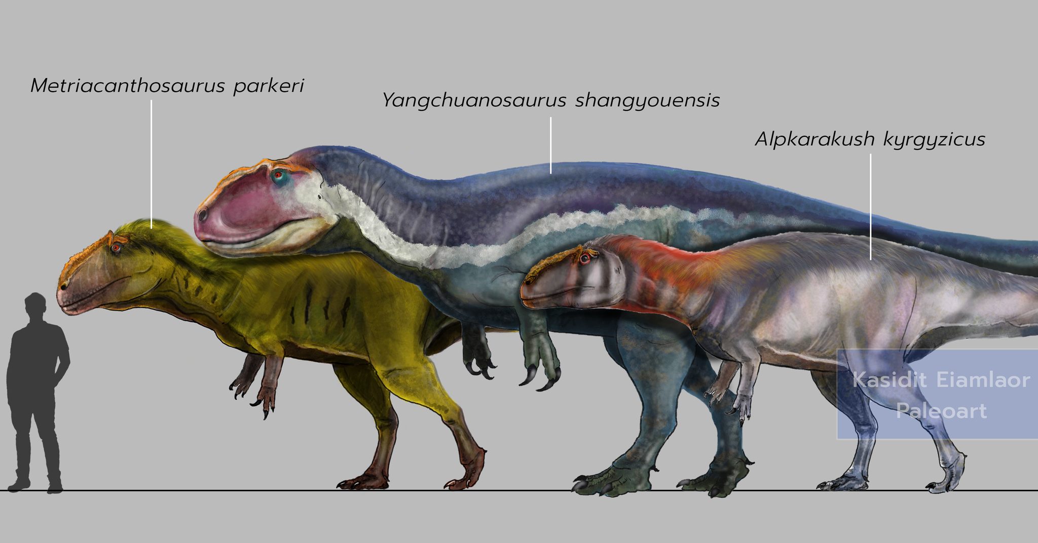 MR.DinoDigger - เมเทรียแคนโธซอริด 3 ชนิด จากยุคจูแรสซิก: เมเทรียแคนโธซ ...