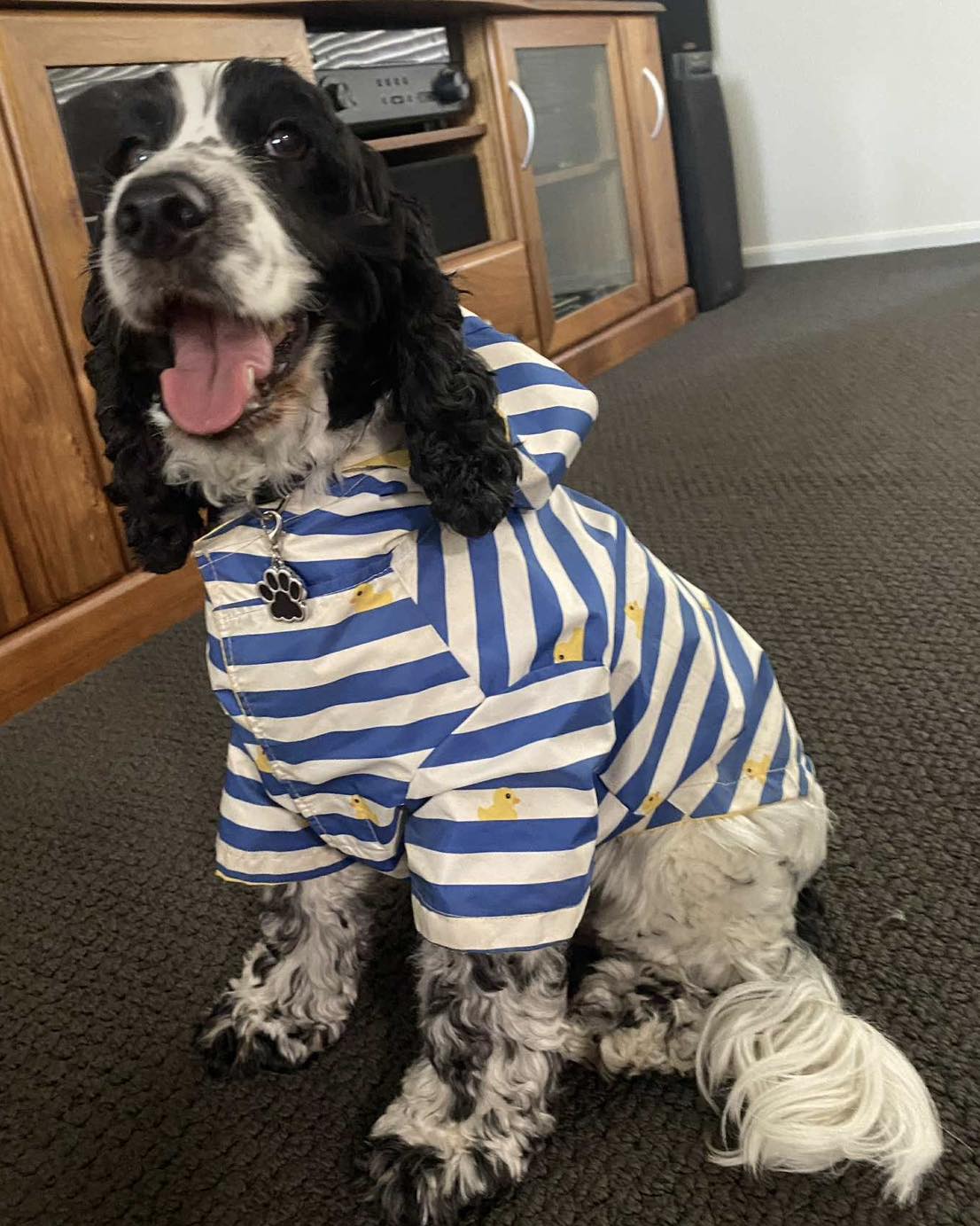 Cocker Spaniel Rescue QLD inc