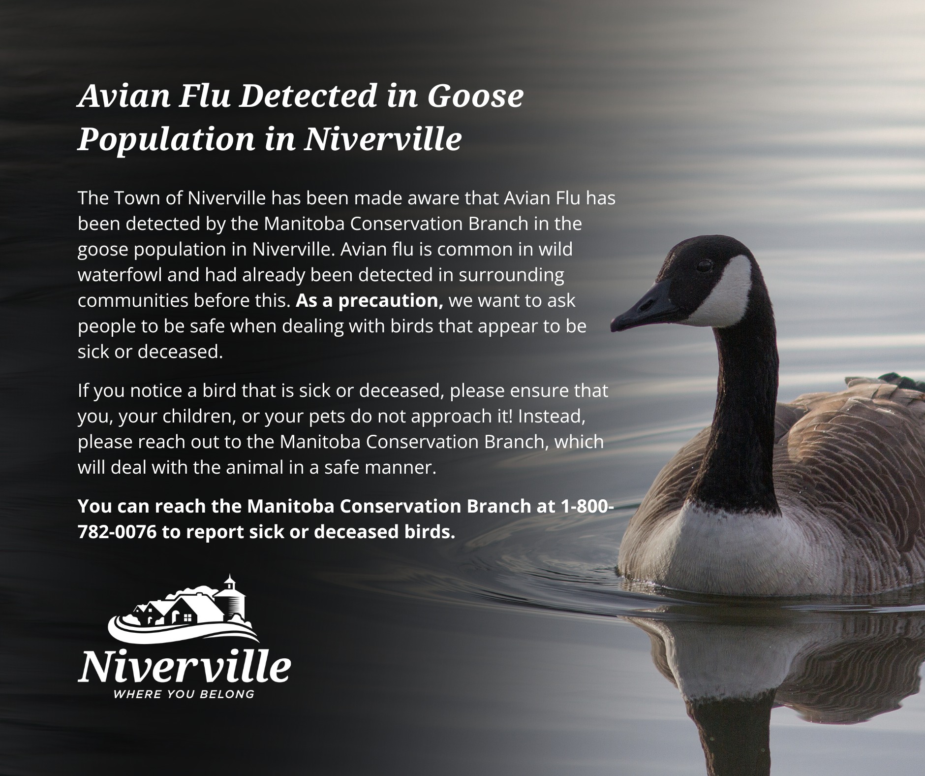 Town - The Town of Niverville has been made aware that Avian Flu has ...