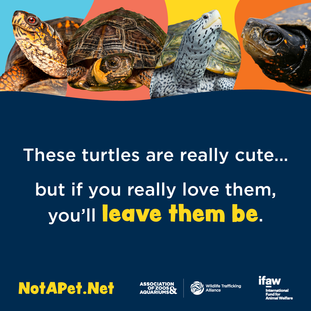 Zoo - Did you know? Box turtles are the number one native North ...