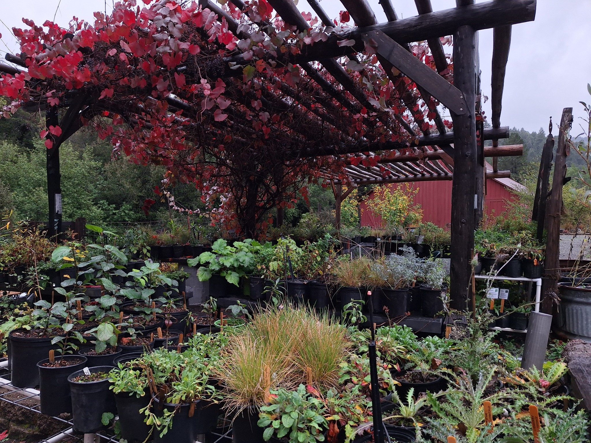 Fall Native Plant Sale & Garden Celebration
