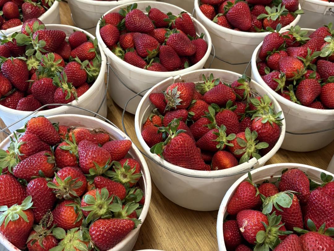 LCCL Strawberry Farm | Rome GA