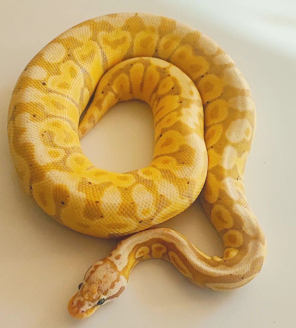 Our wonderful female, future... - Royal Design Pythons | Facebook
