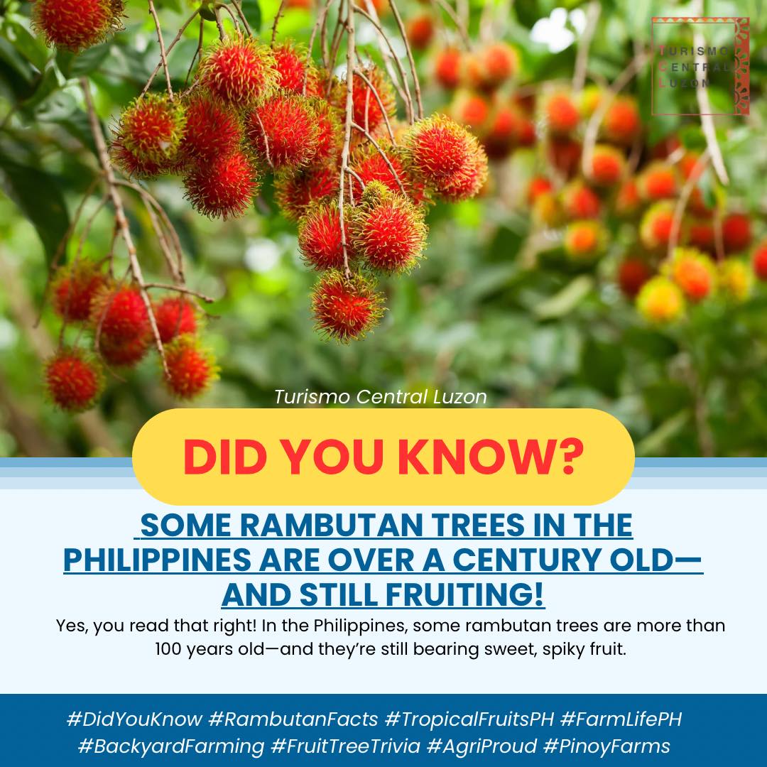 DID YOU KNOW? SOME RAMBUTAN TREES... - Turismo Central Luzon | Facebook