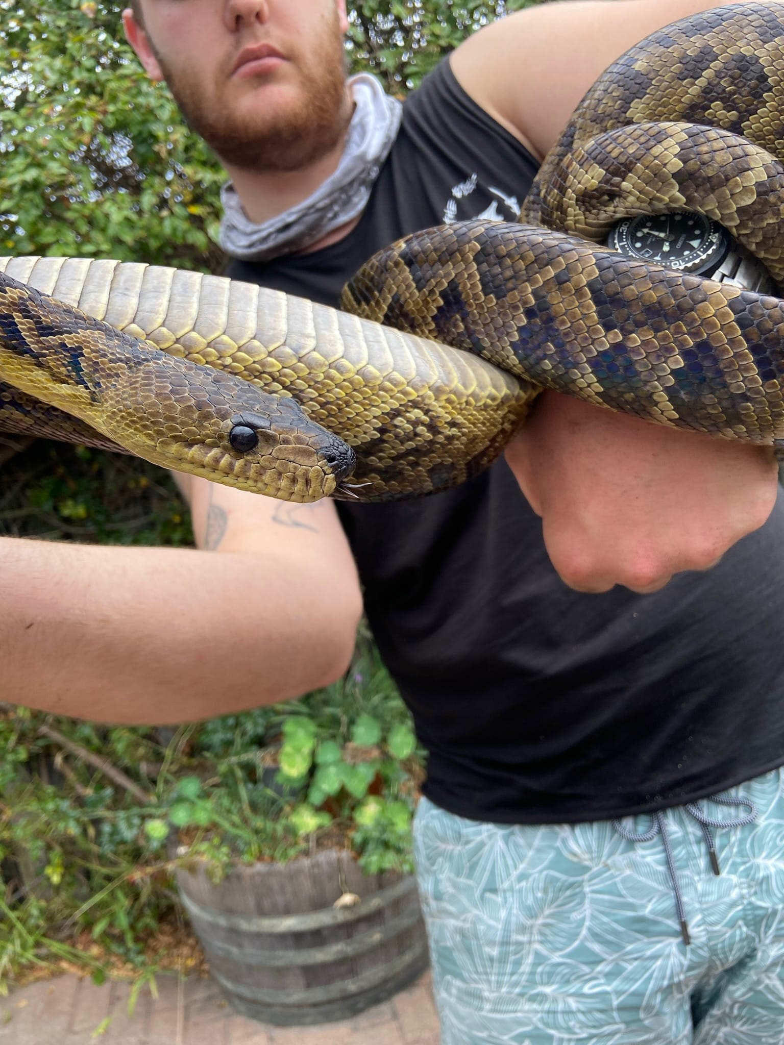 The Cuban boa Chilabothrus angulifer... - West's Wild World | Facebook