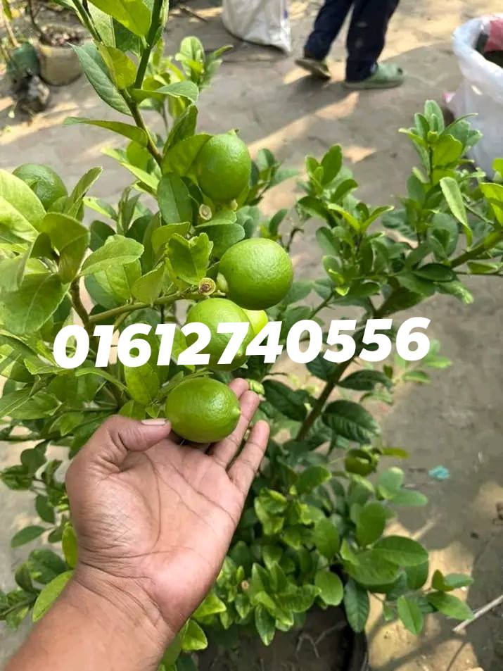 riaz-agro-rajshahi
