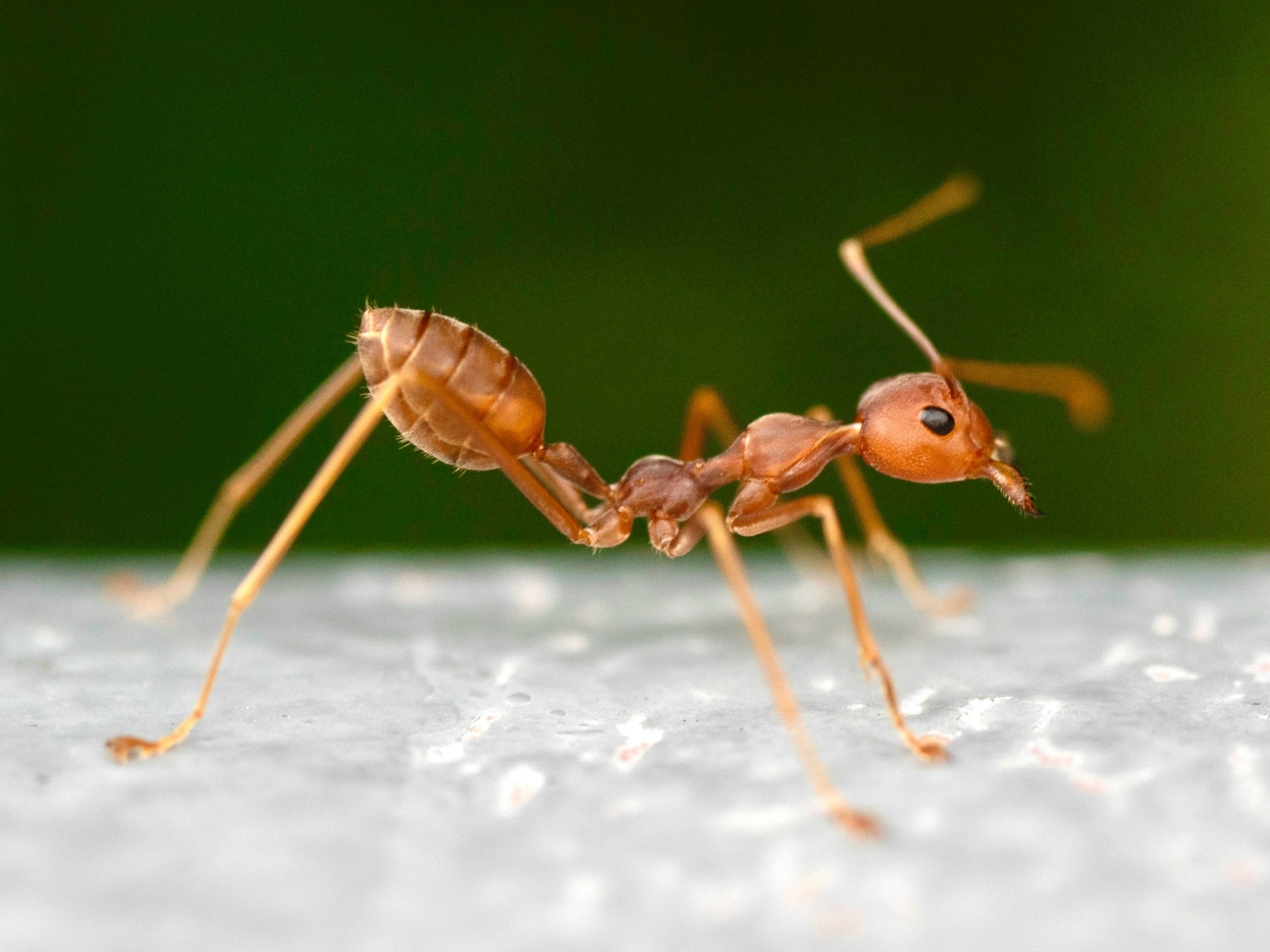 ABC Insect Control | McAllen TX