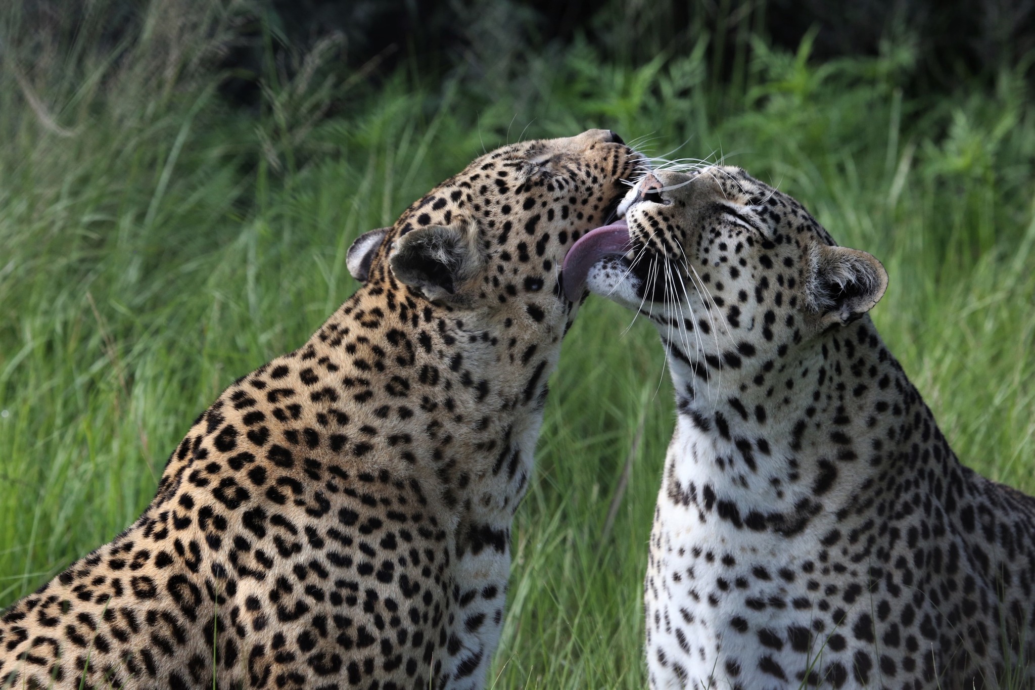 Lindanda Luxury Lodge | Hoedspruit