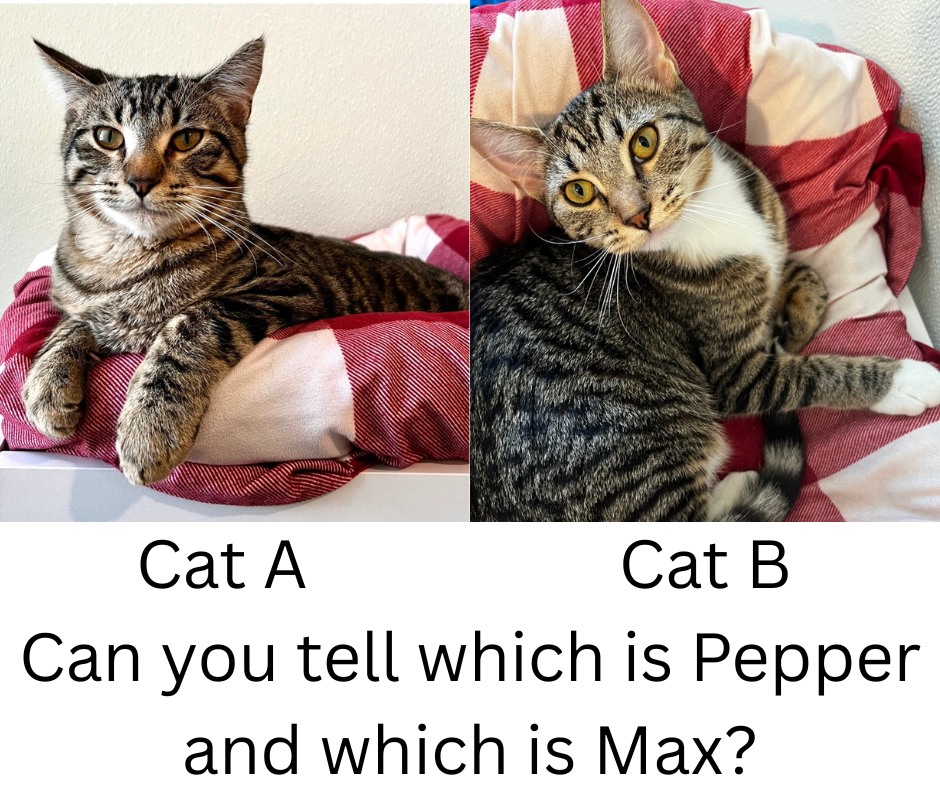 Eden - UPDATE: Max (Cat A) has been adopted! Do their photos reveal ...