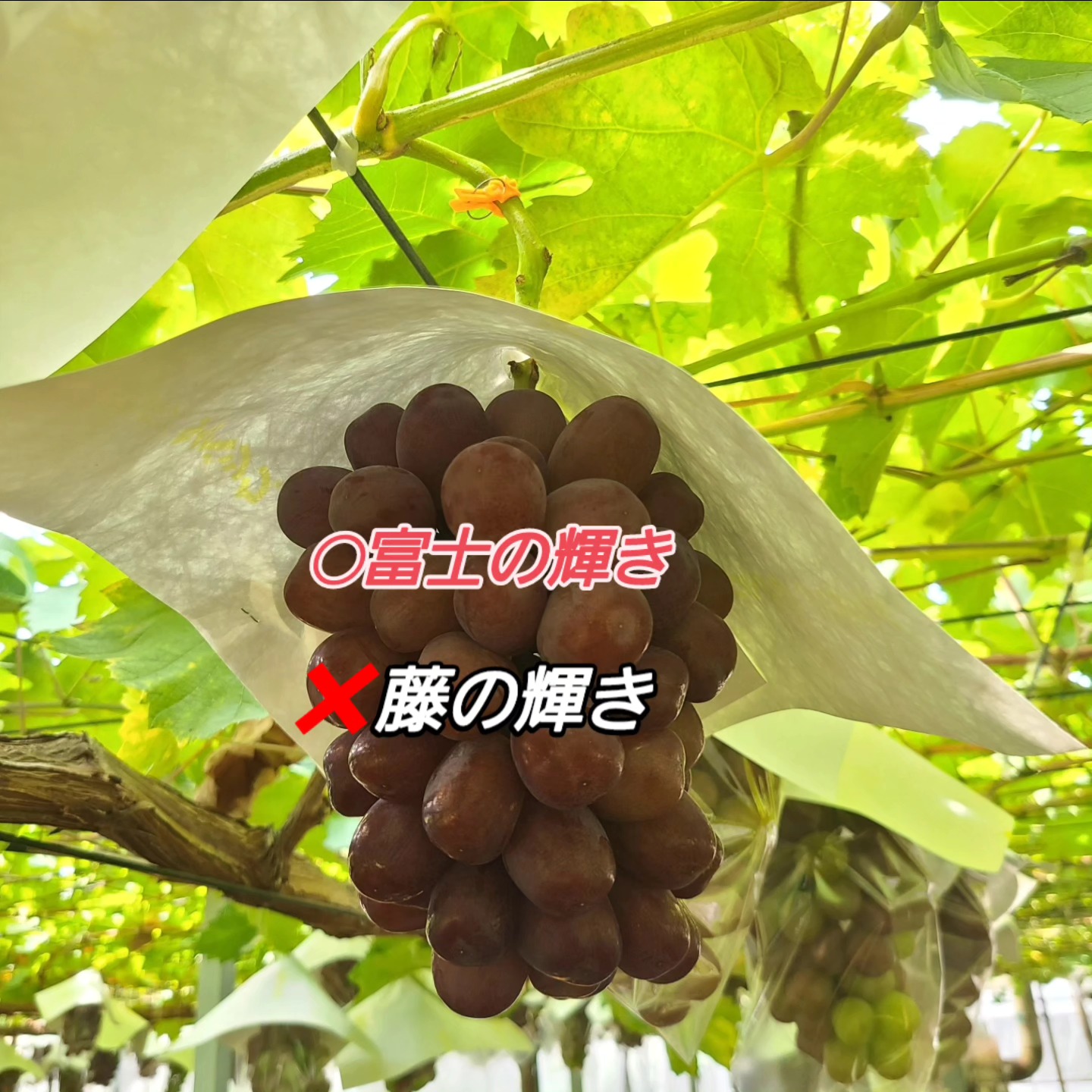 57国産瀬戸 楽天市場】瀬戸 田レモン20kg
