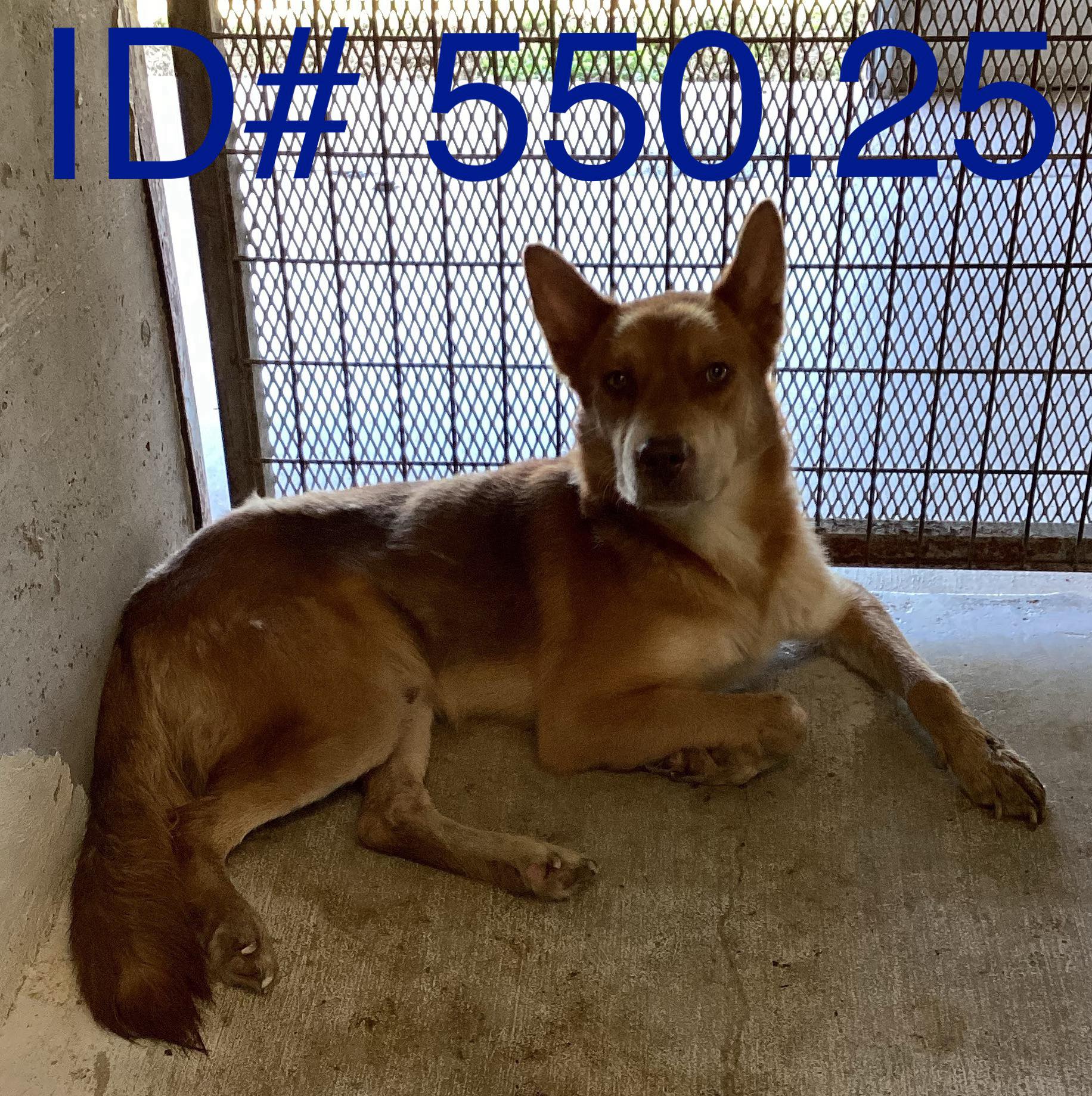 Kerr - Rescue Adopted 8-4-25 This dog has been adopted by a rescue and ...