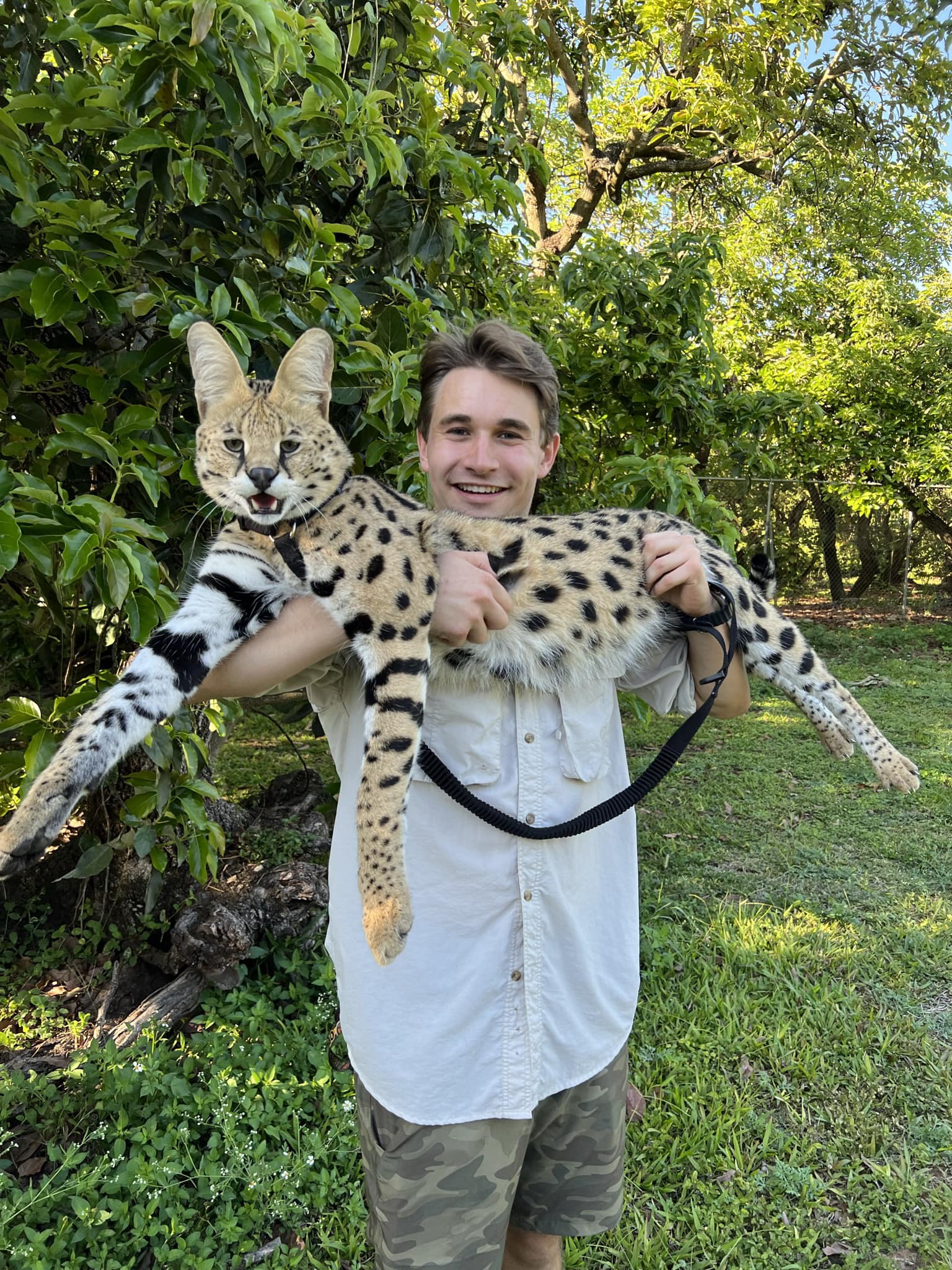 Jacob - One of my amazing Serval boys, Cheech ! 🤍 | Facebook
